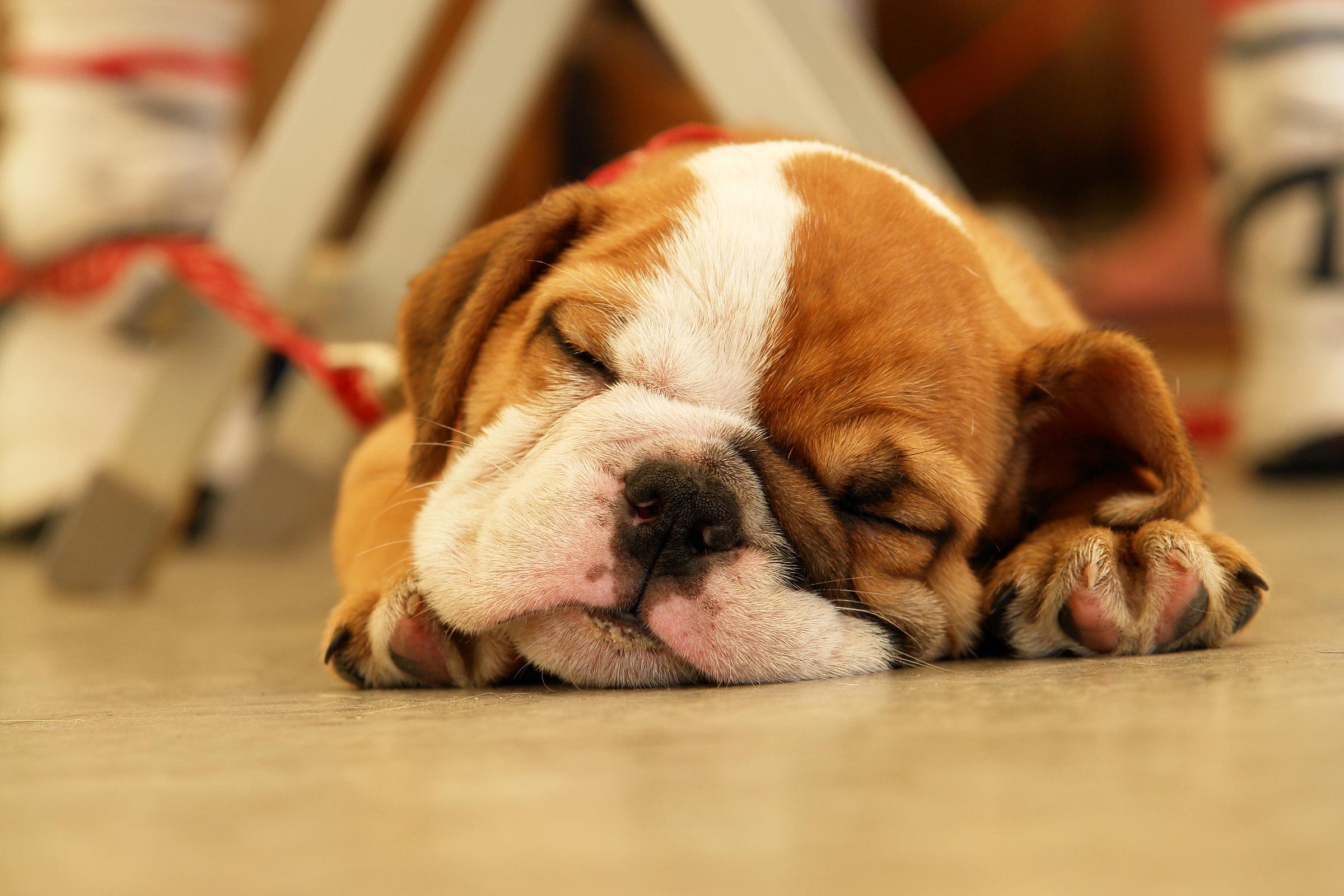 Bulldog Puppy Wallpapers