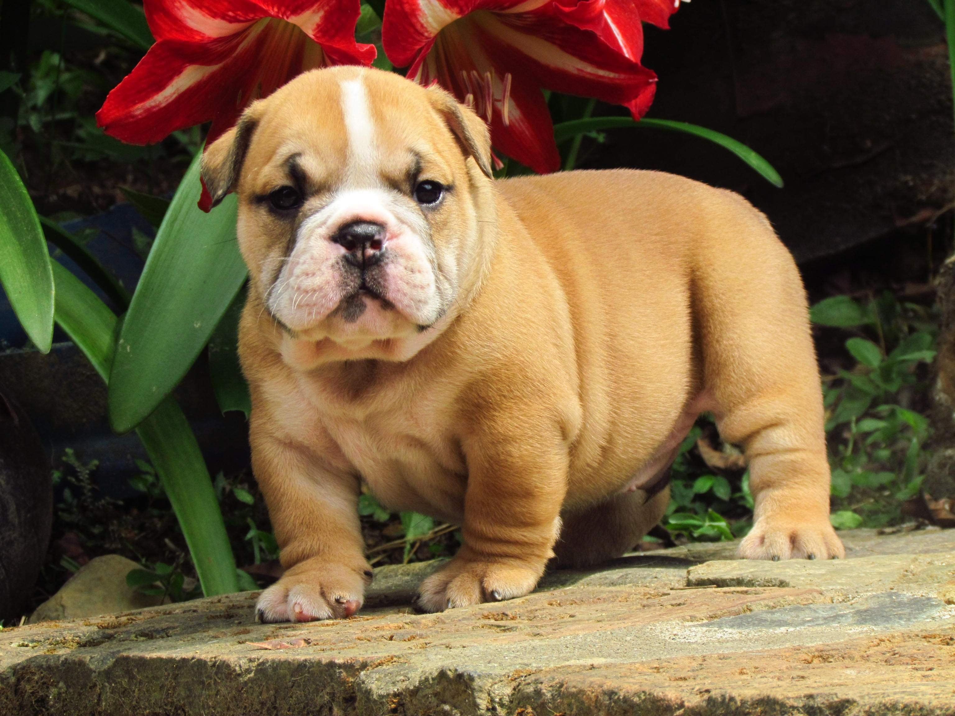 Bulldog Puppy Wallpapers