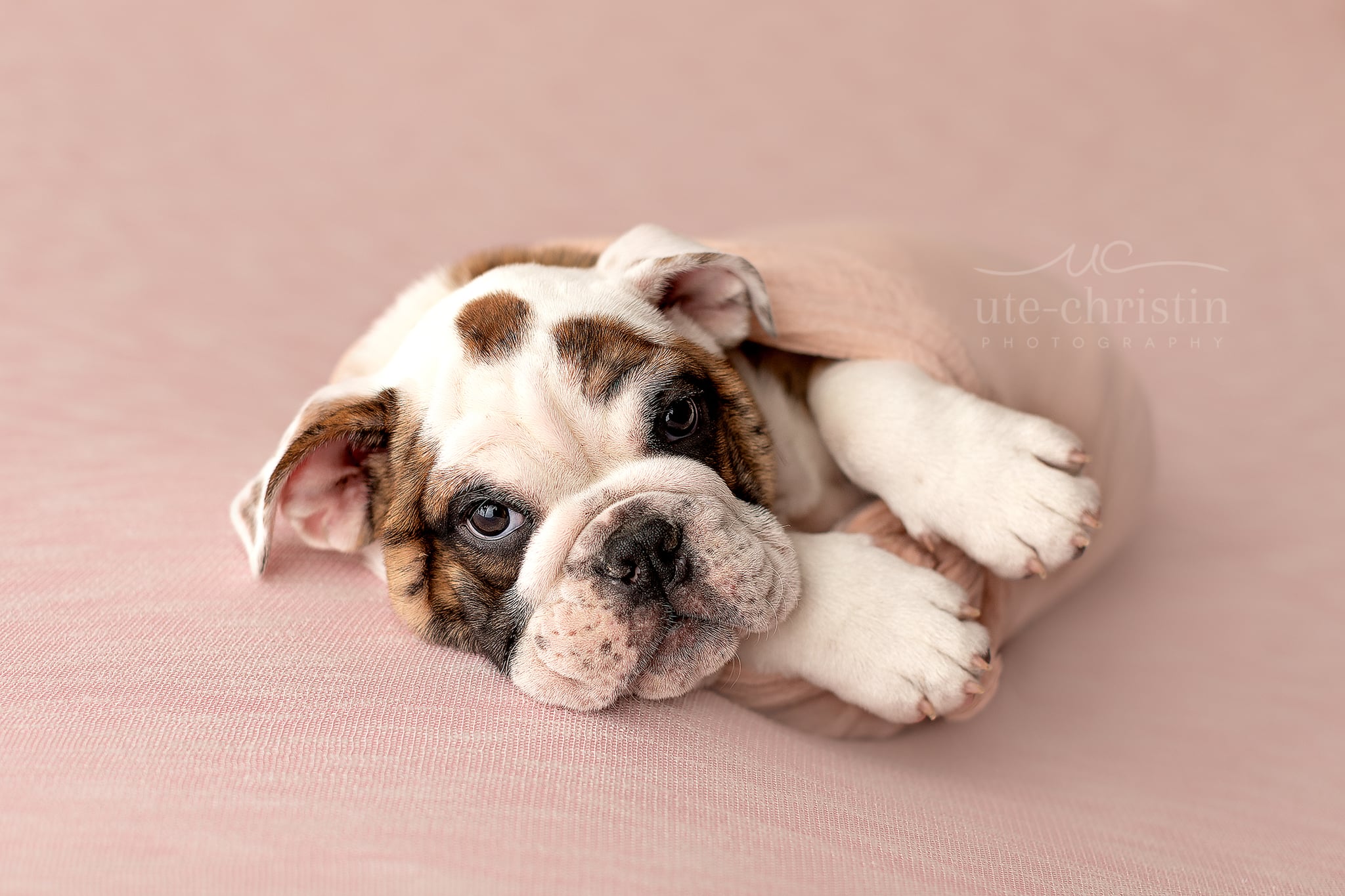 Bulldog Puppy Wallpapers