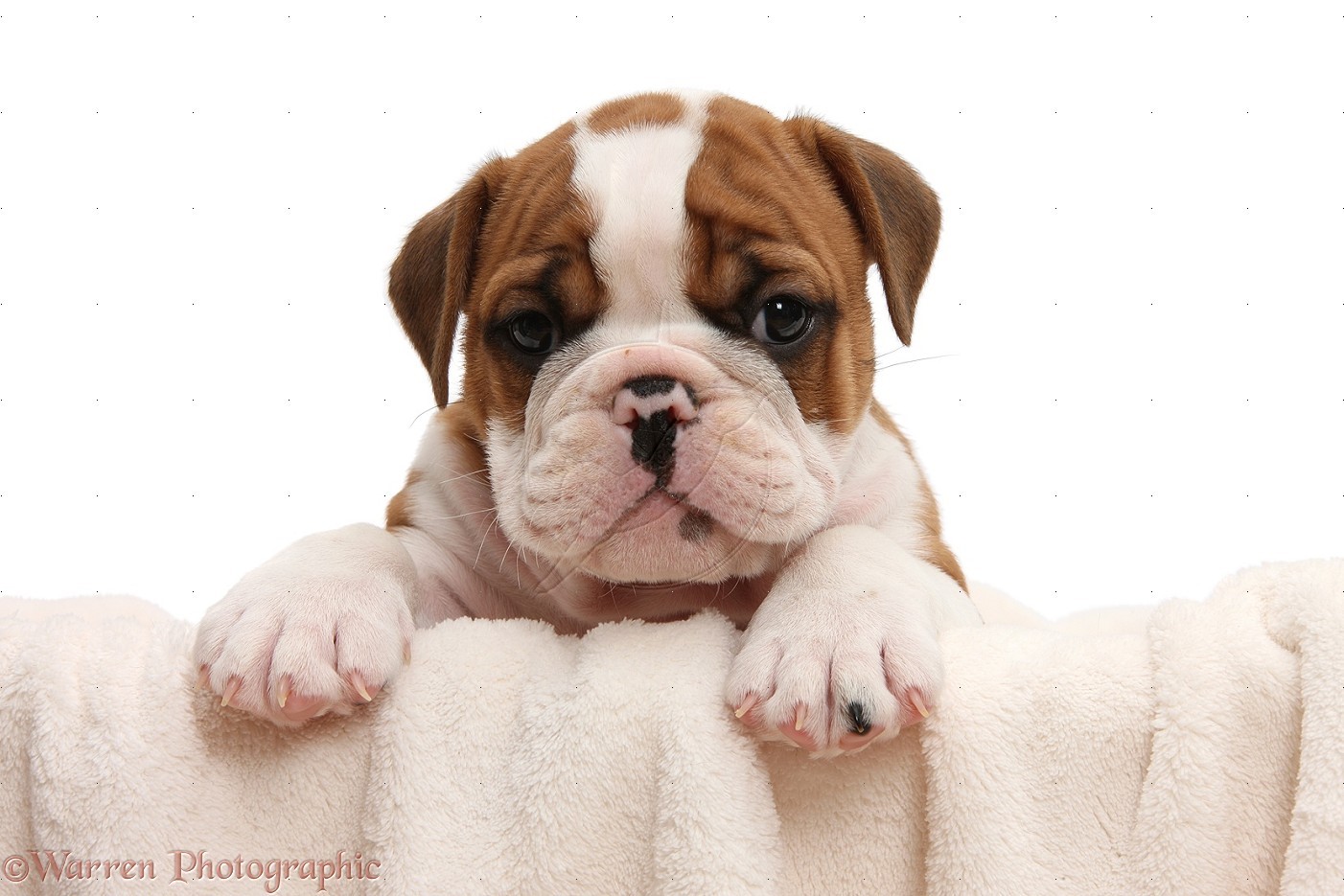 Bulldog Puppy Wallpapers