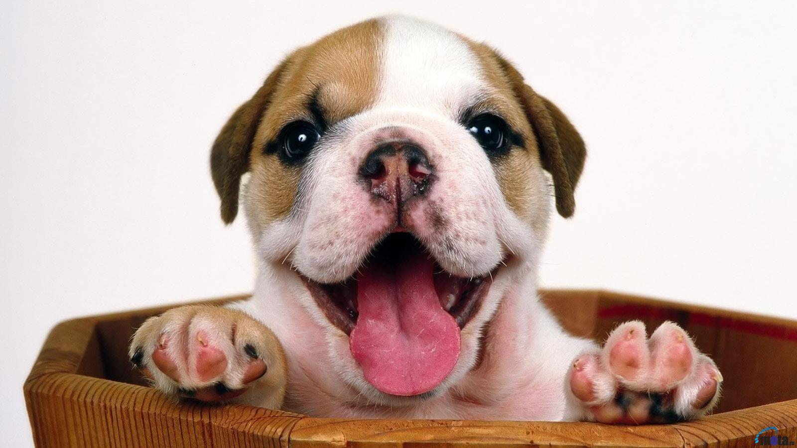 Bulldog Puppy Wallpapers