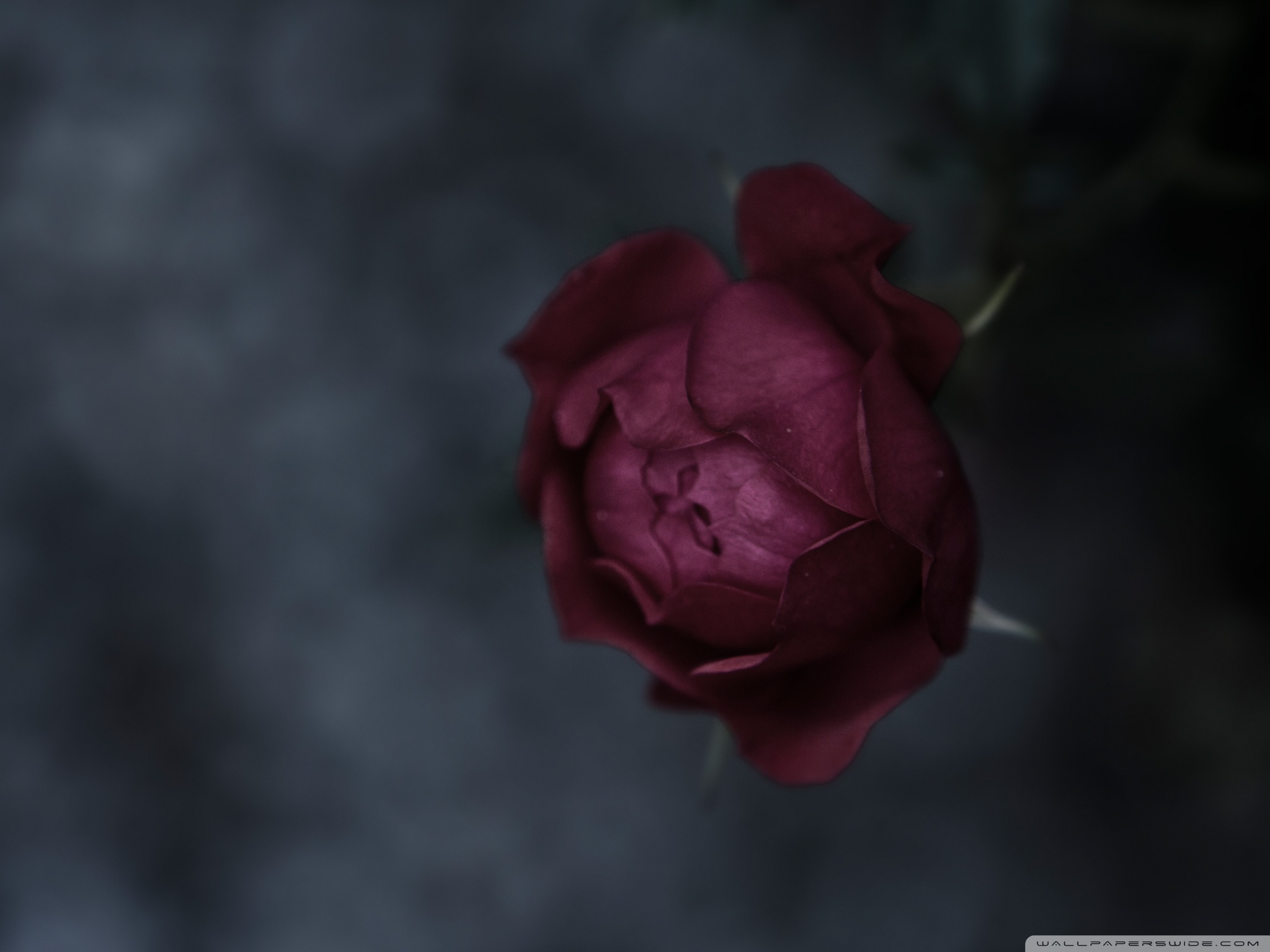 Burgundy Roses Wallpapers