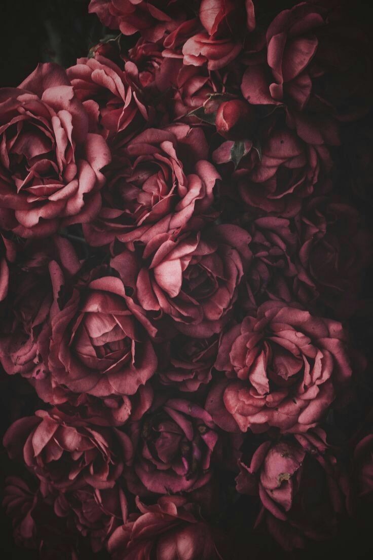 Burgundy Roses Wallpapers