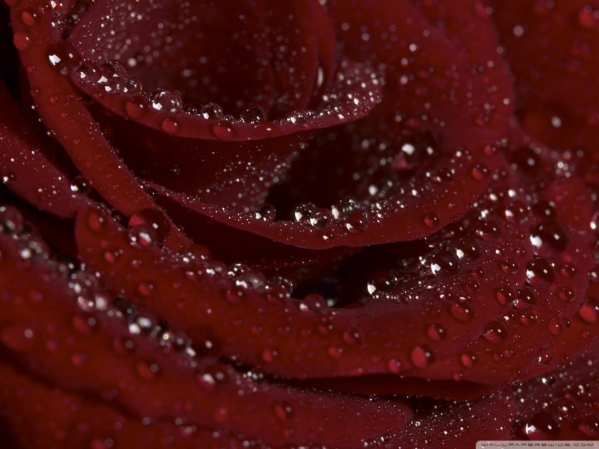 Burgundy Roses Wallpapers