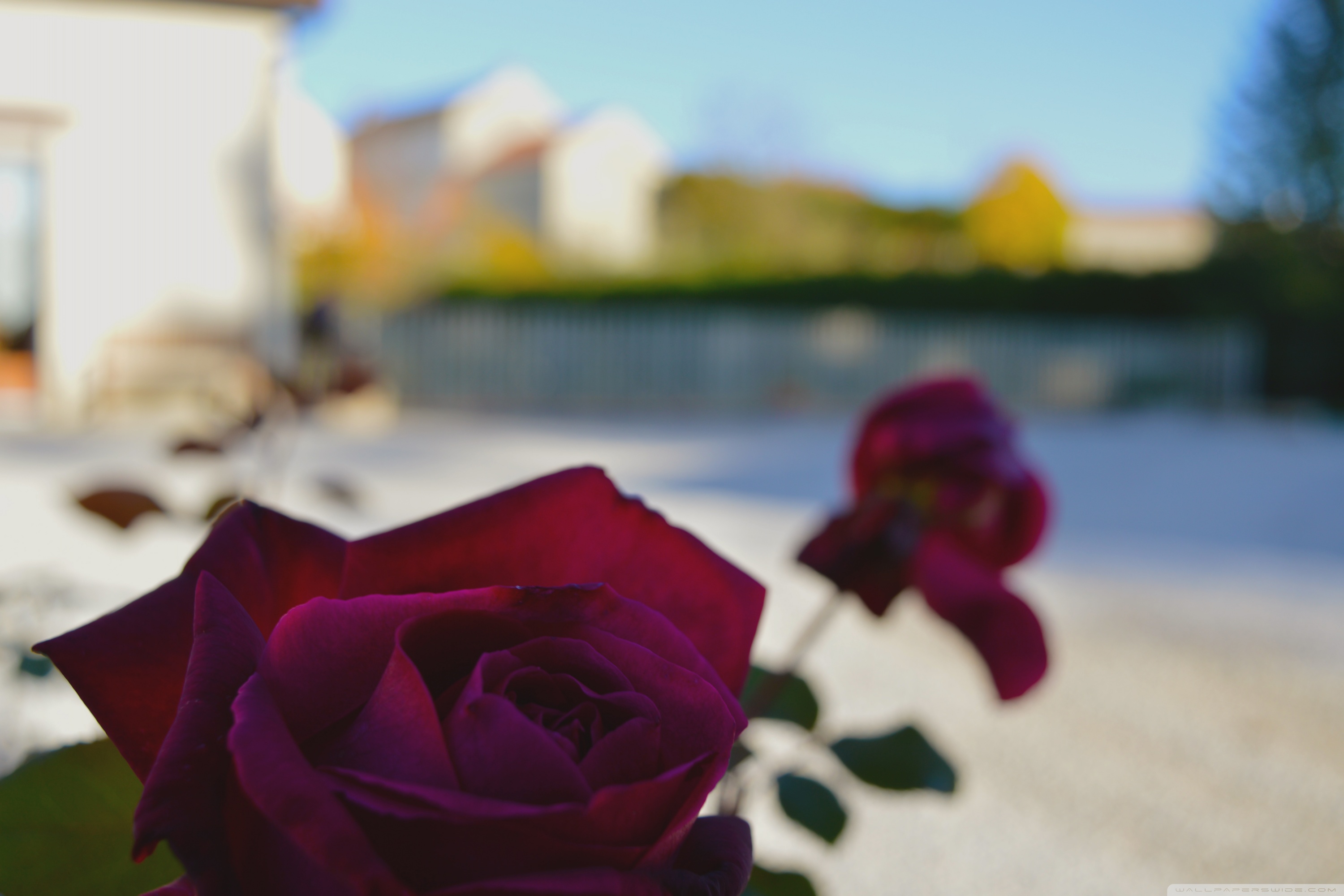 Burgundy Roses Wallpapers