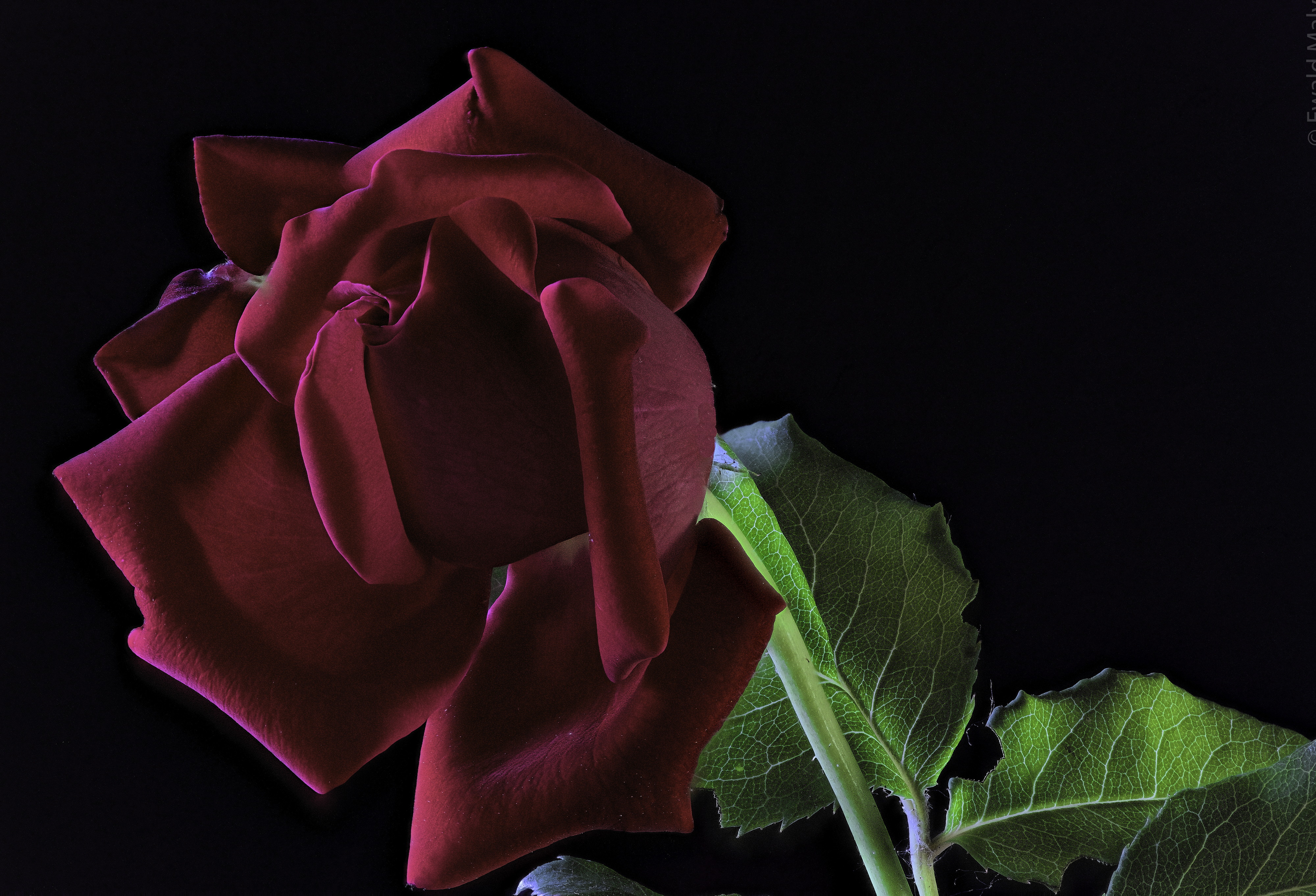 Burgundy Roses Wallpapers