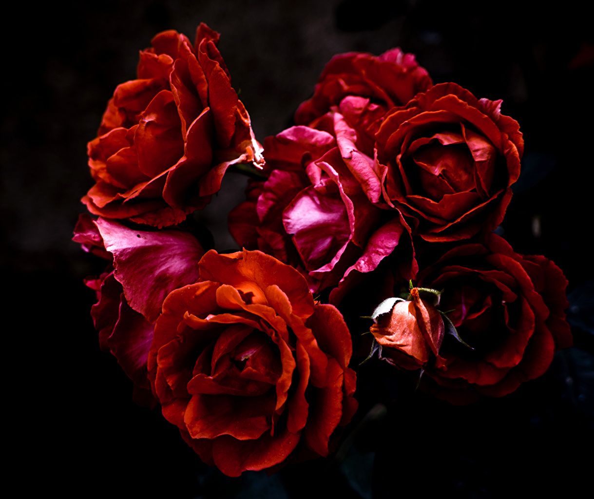 Burgundy Roses Wallpapers