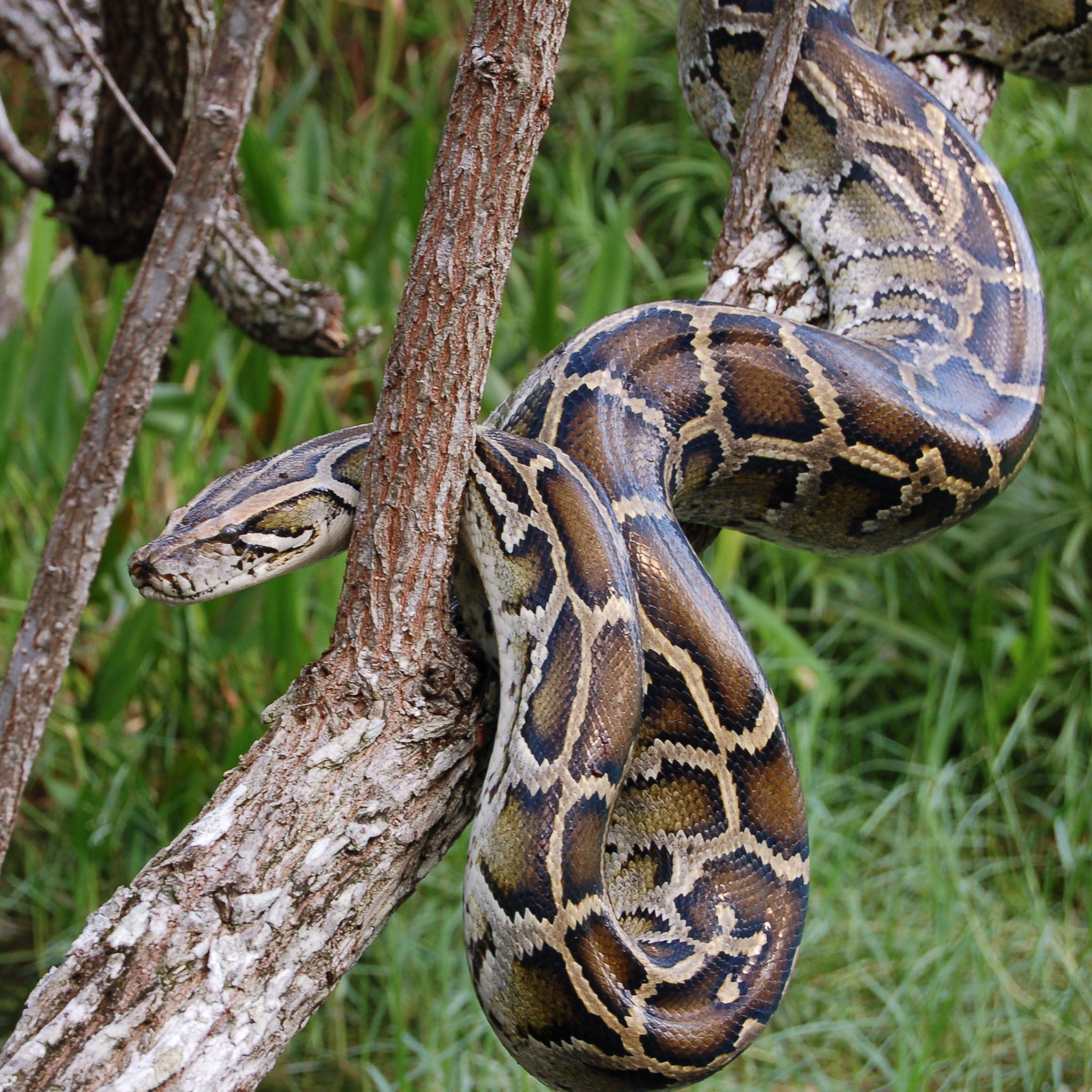 Burmese Python Images Wallpapers