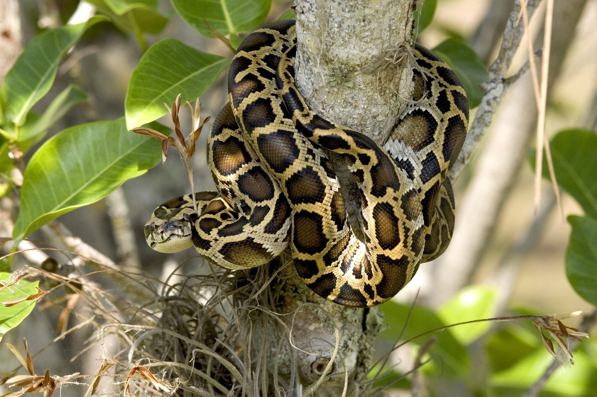 Burmese Python Images Wallpapers