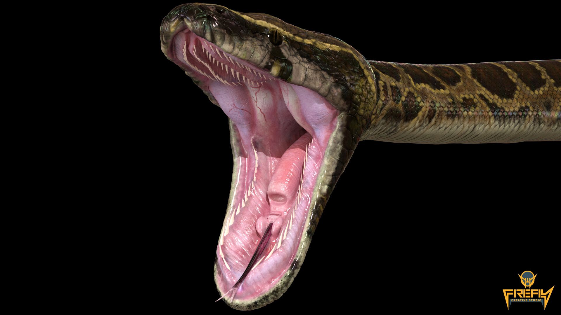 Burmese Python Images Wallpapers