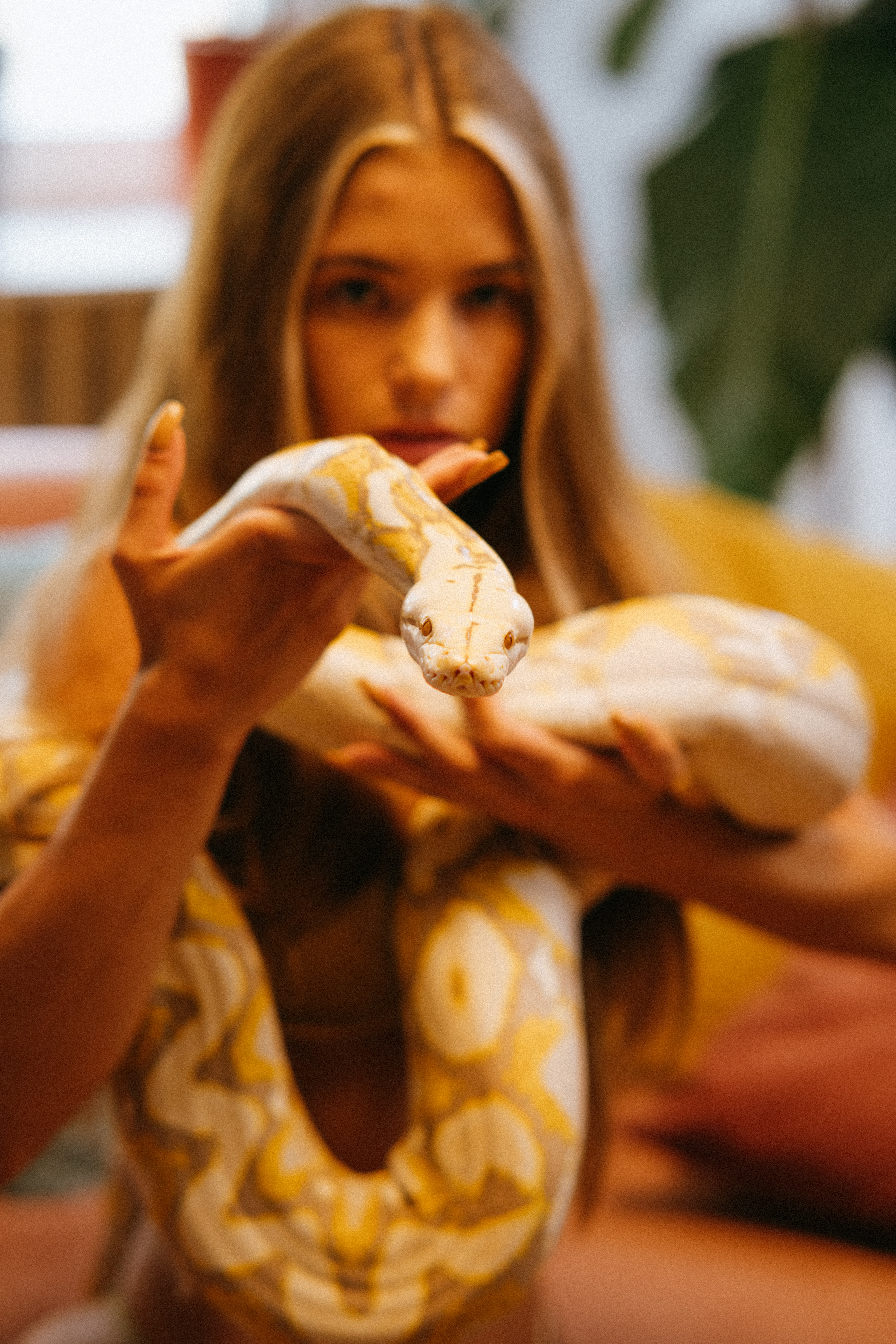 Burmese Python Images Wallpapers