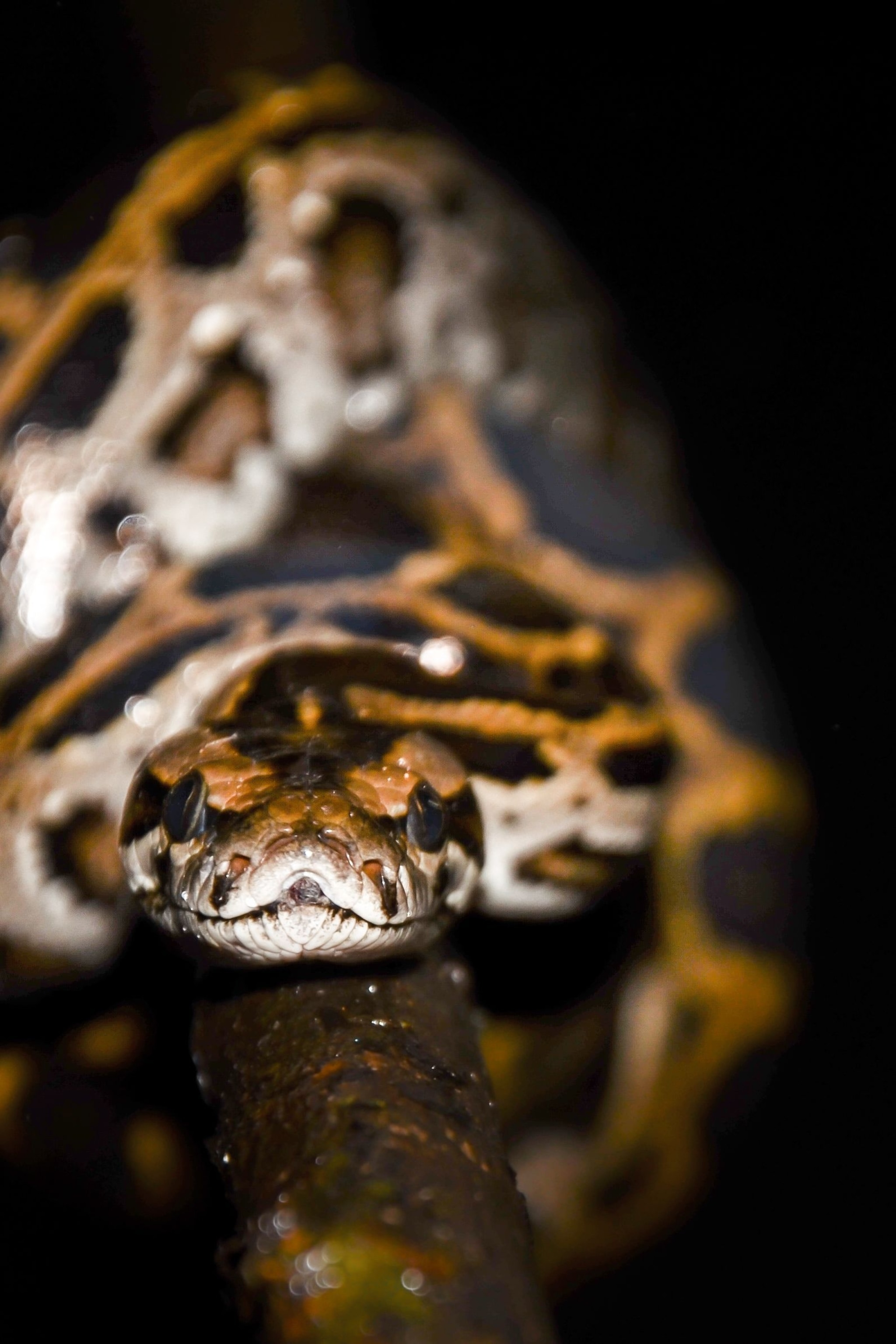 Burmese Python Images Wallpapers