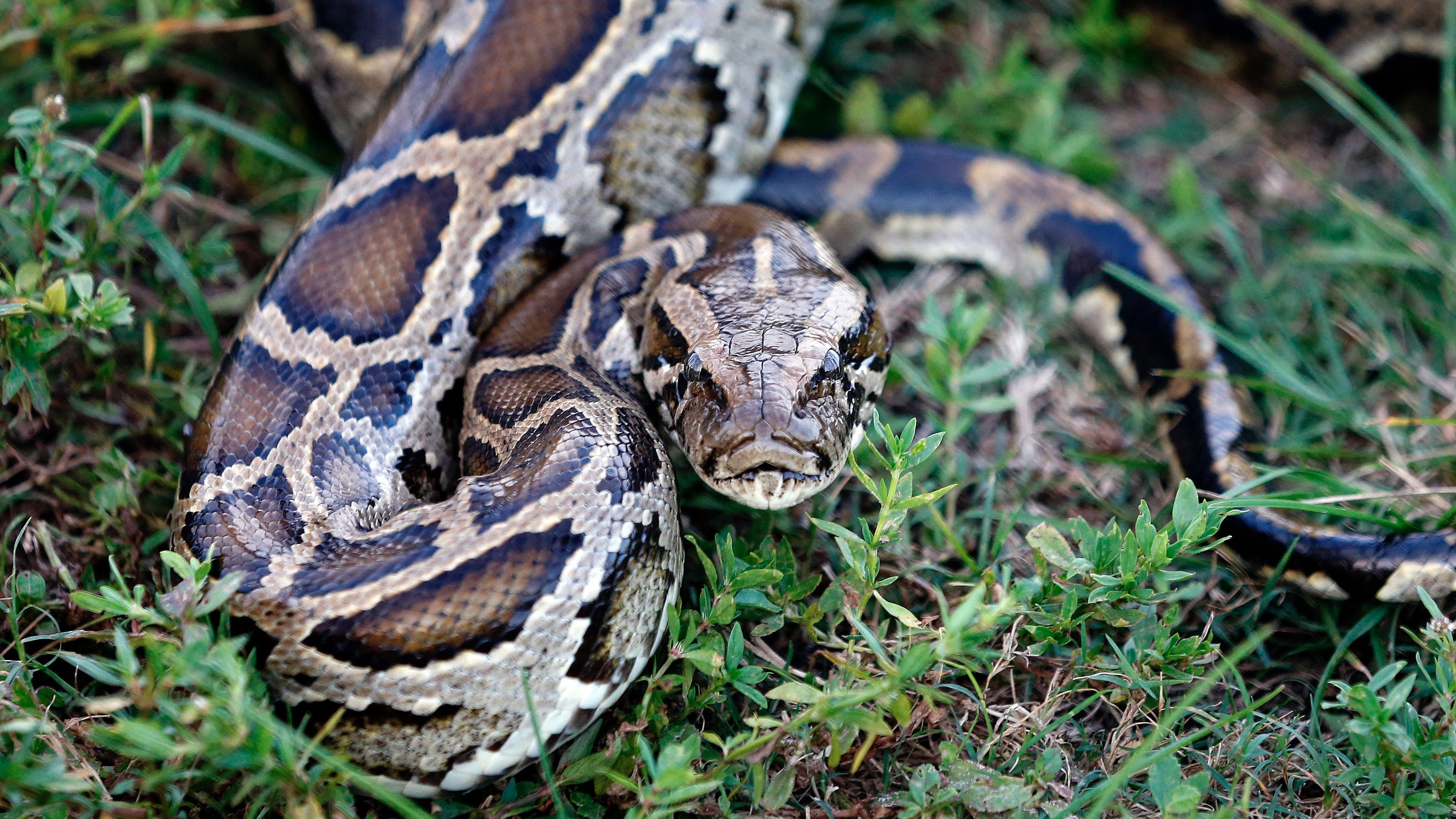 Burmese Python Images Wallpapers