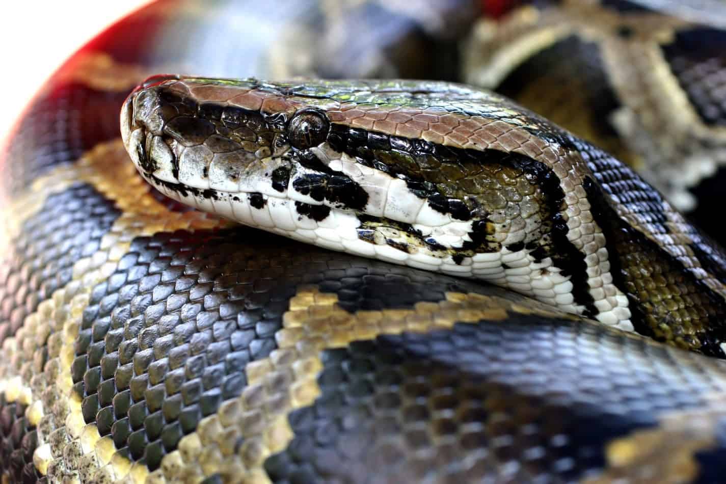 Burmese Python Images Wallpapers