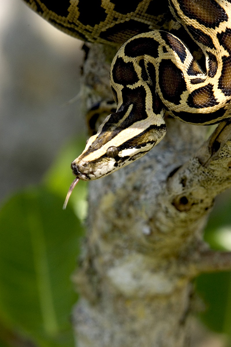 Burmese Python Images Wallpapers