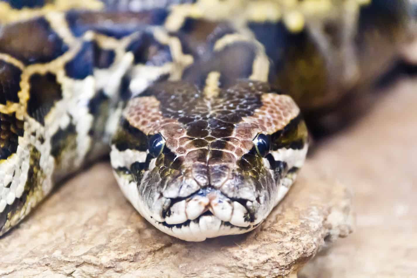 Burmese Python Images Wallpapers