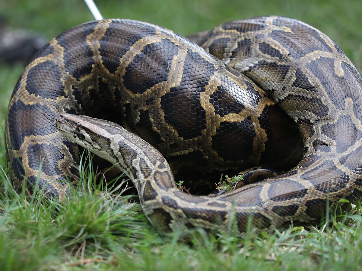 Burmese Python Images Wallpapers