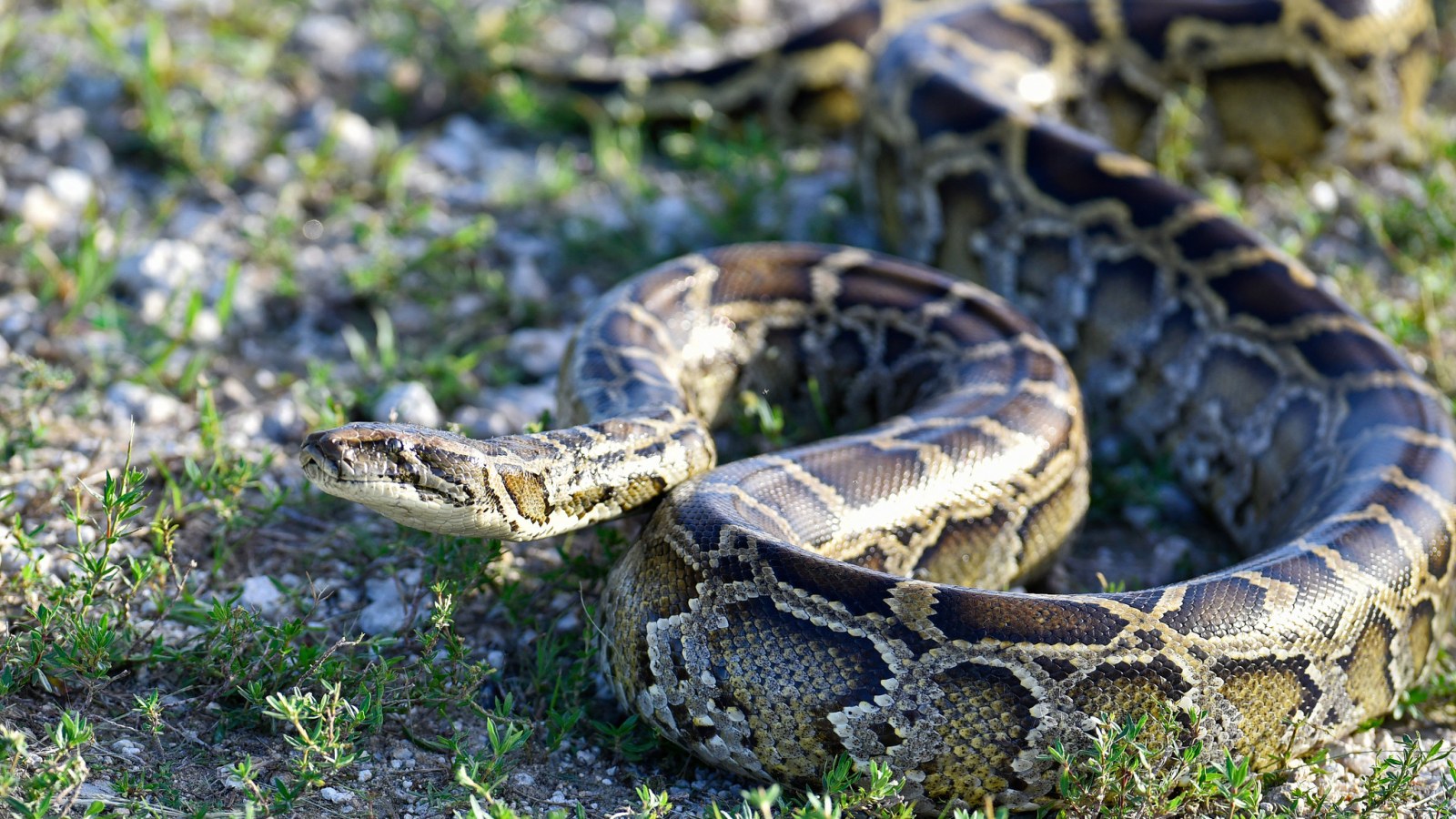 Burmese Python Images Wallpapers