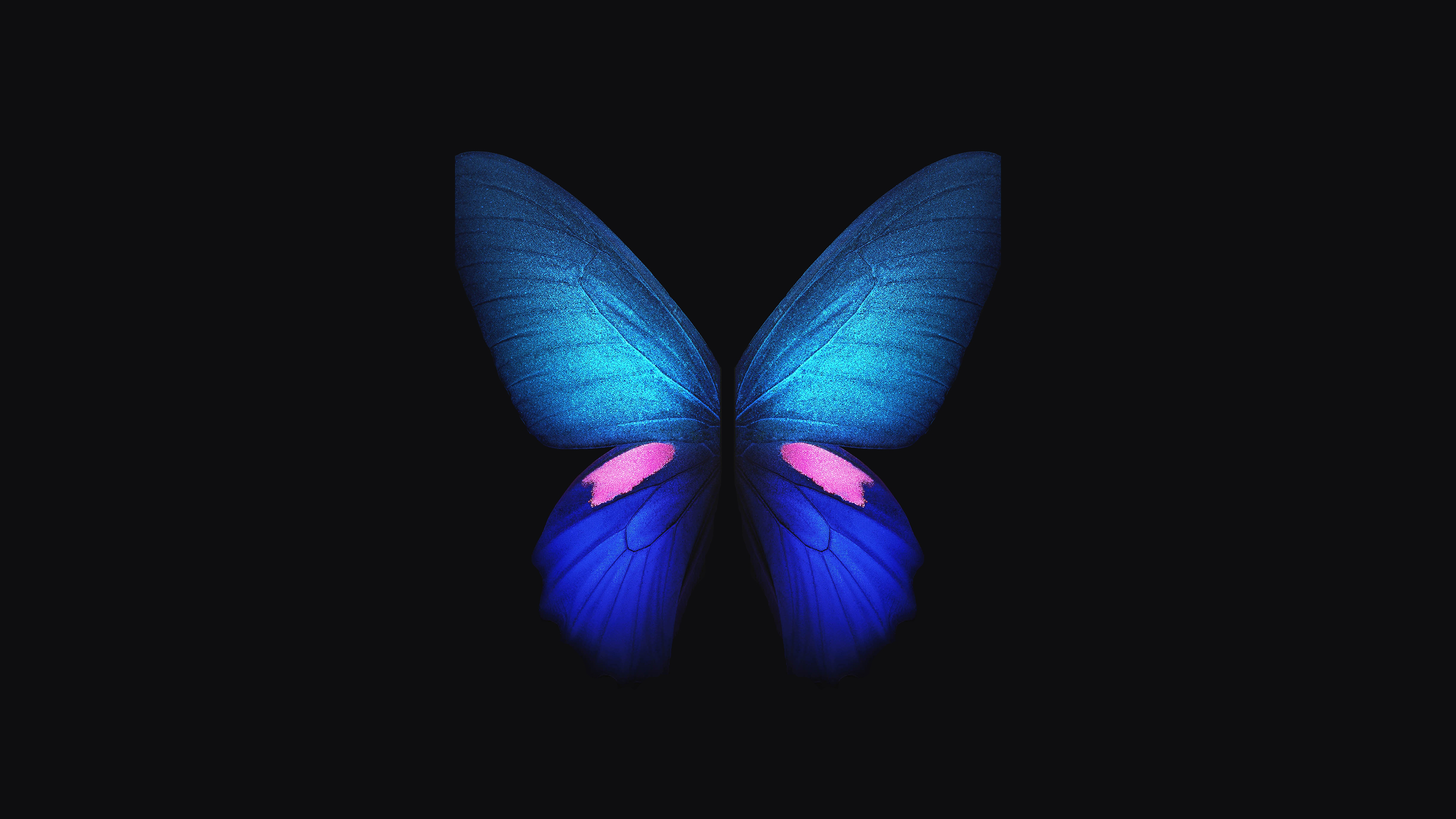 Butterfly 4K Wallpapers