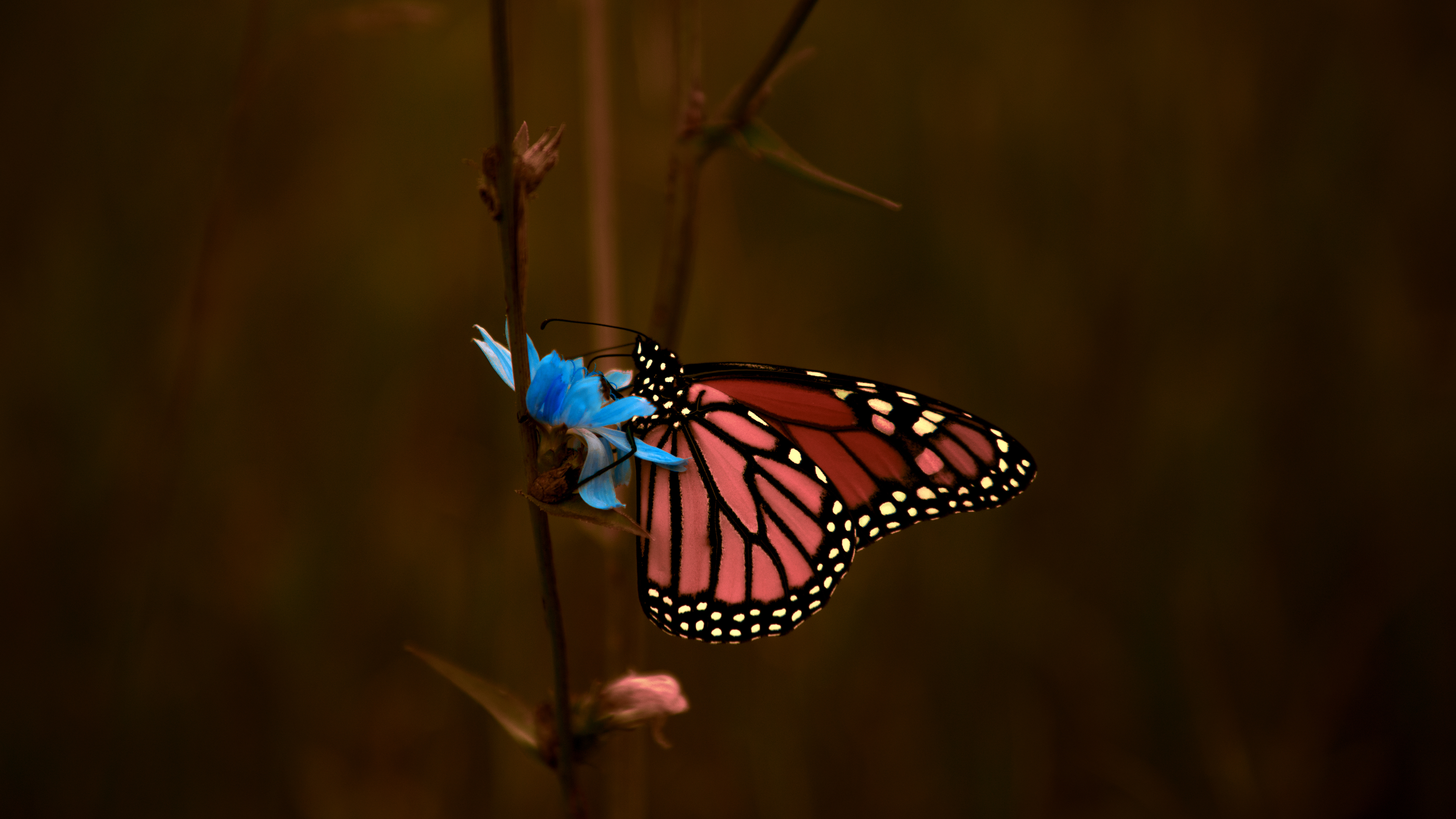 Butterfly 4K Wallpapers