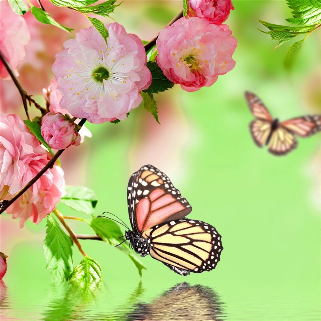 Butterfly Ipad Wallpapers