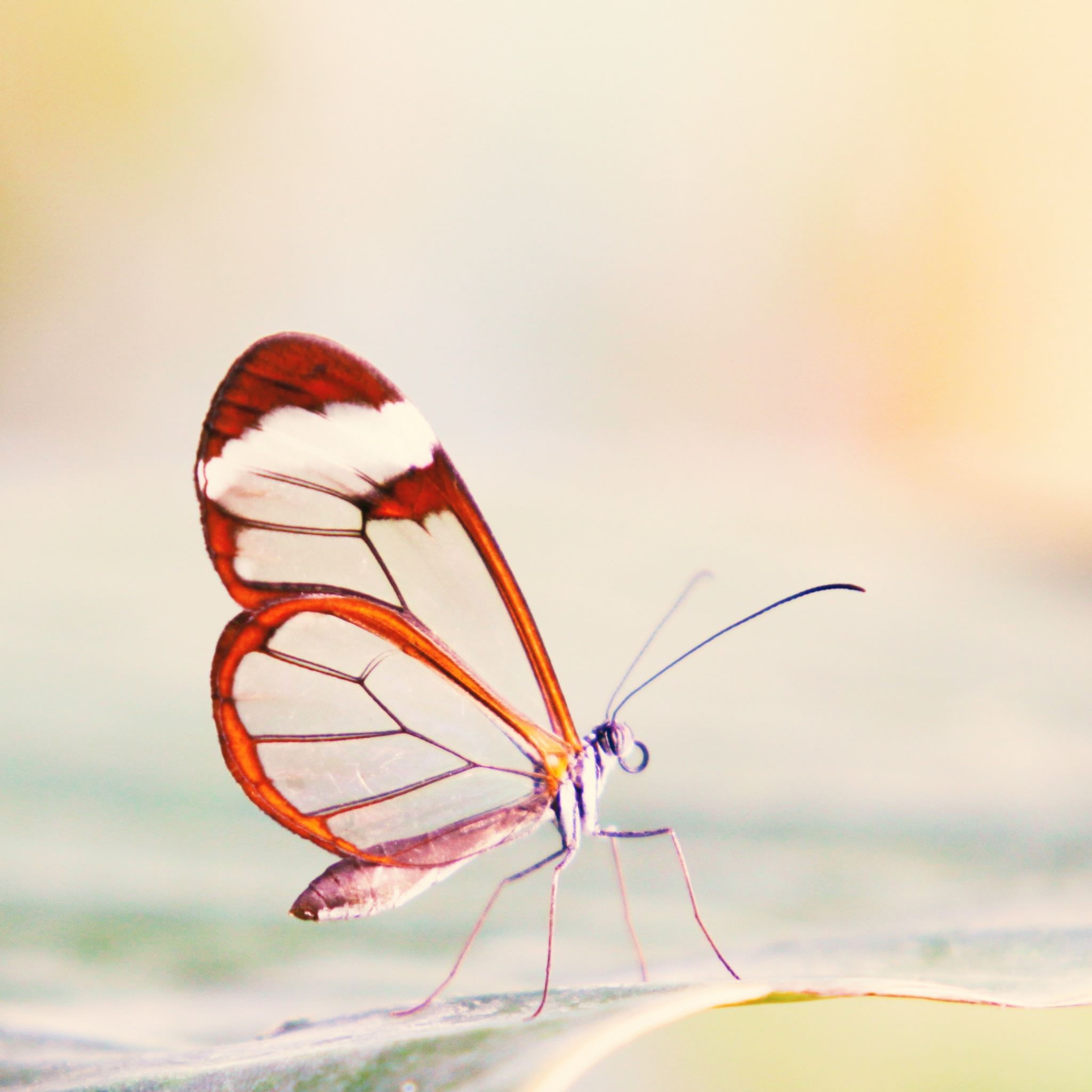 Butterfly Ipad Wallpapers