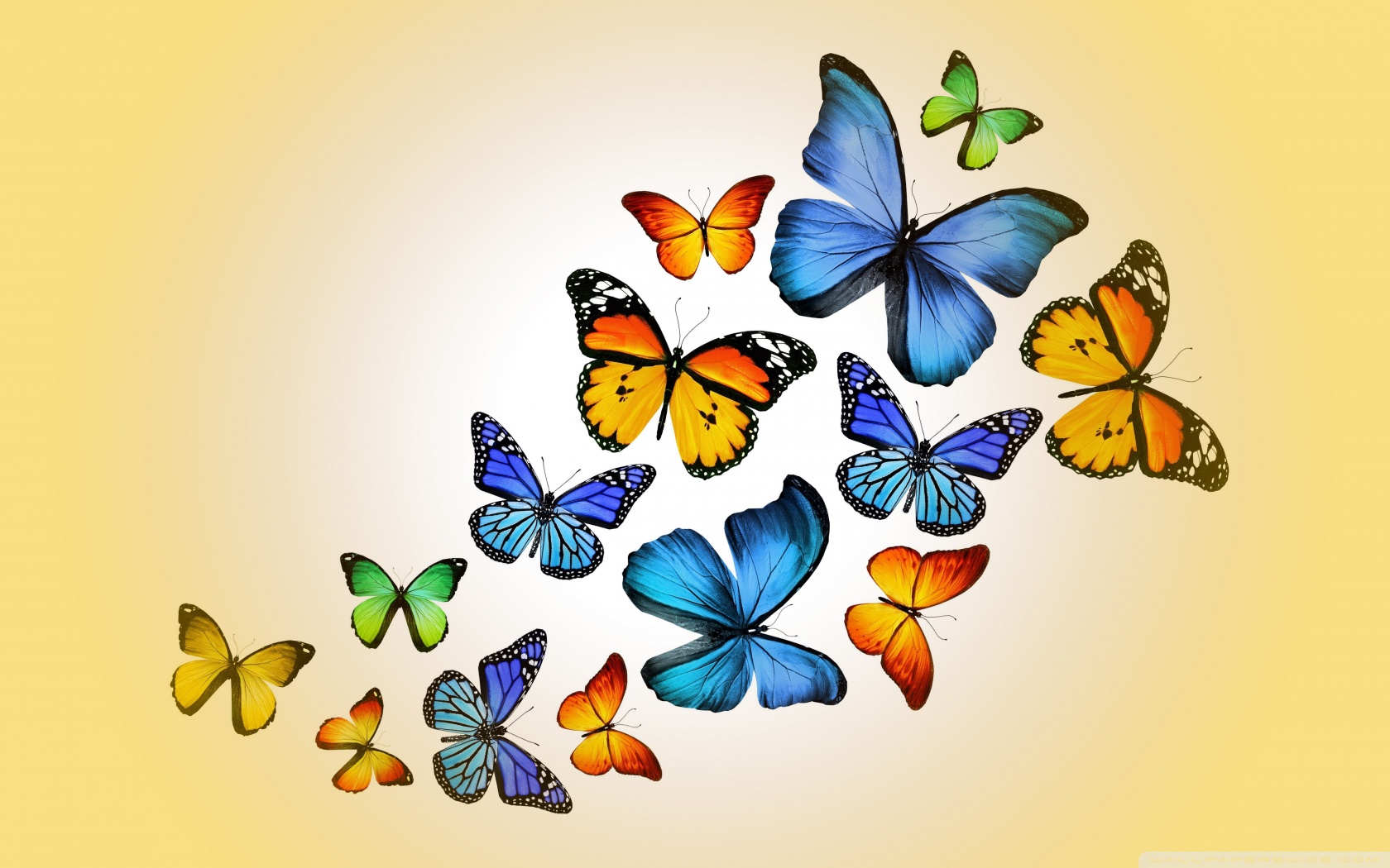 Butterfly Ipad Wallpapers