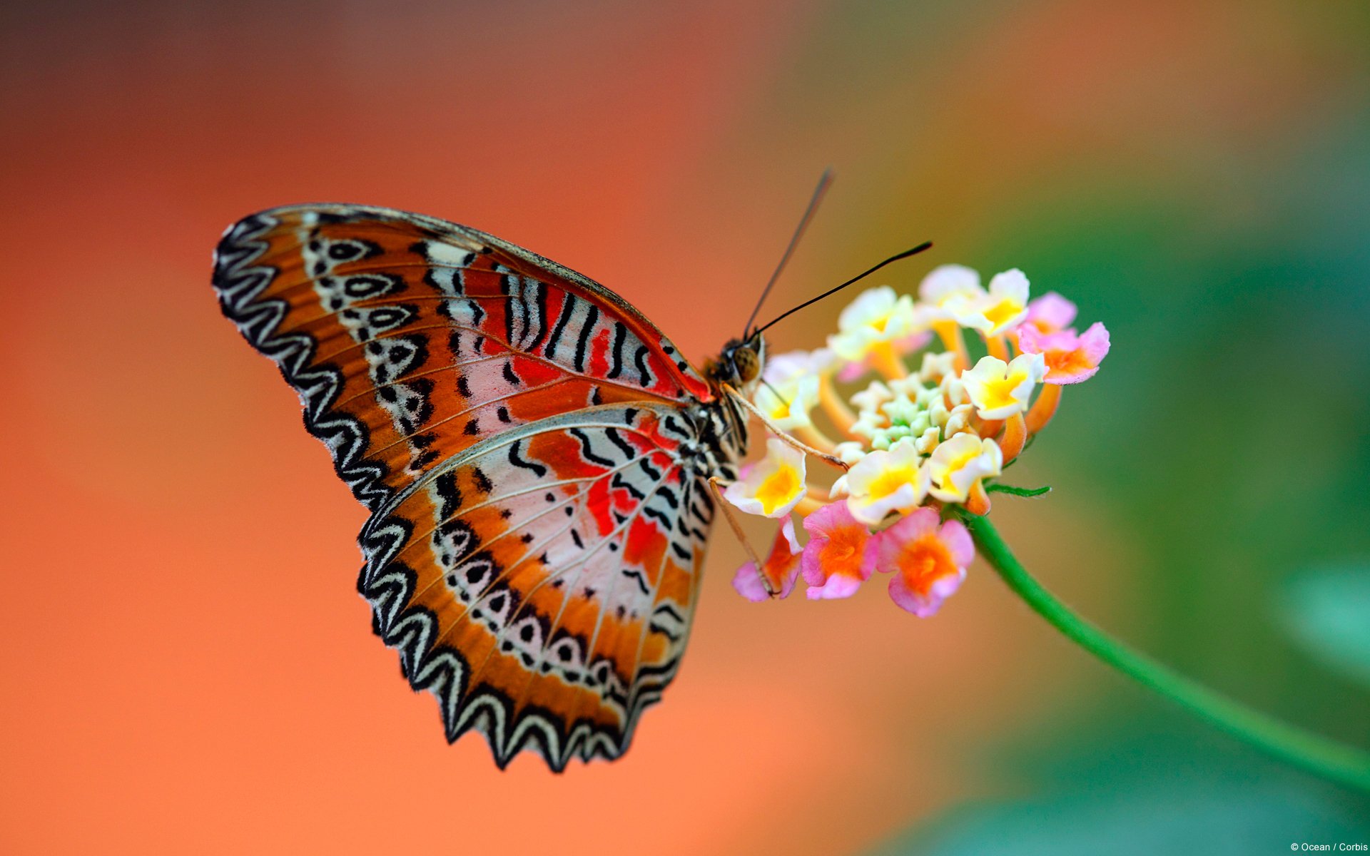 Butterfly Photography Hd Wallpapers