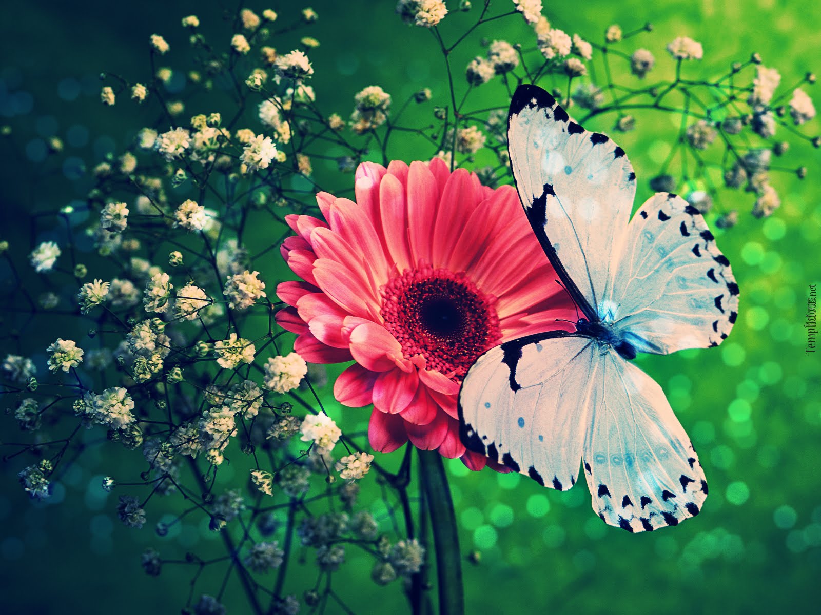 Butterfly Photography Hd Wallpapers