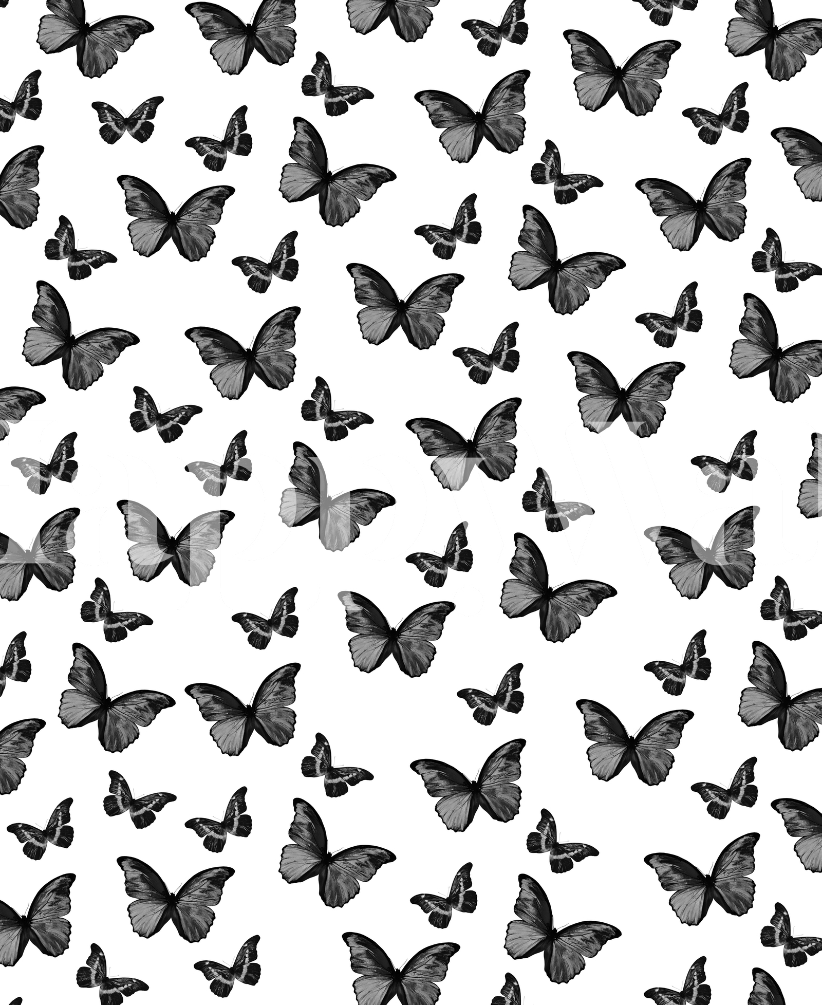 Butterfly Black And White Wallpapers