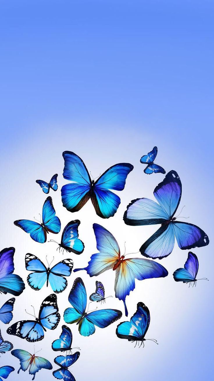 Butterfly For Android Wallpapers