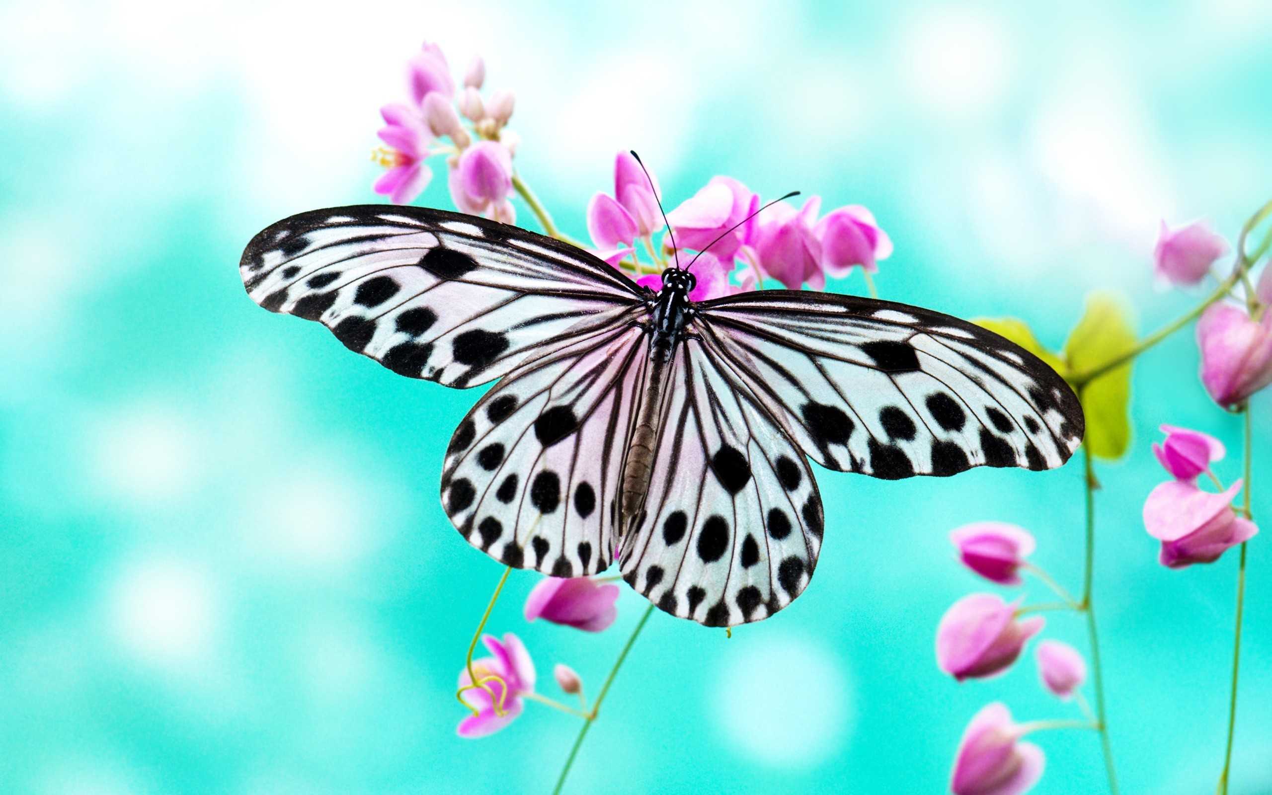 Butterfly Hd Wallpapers