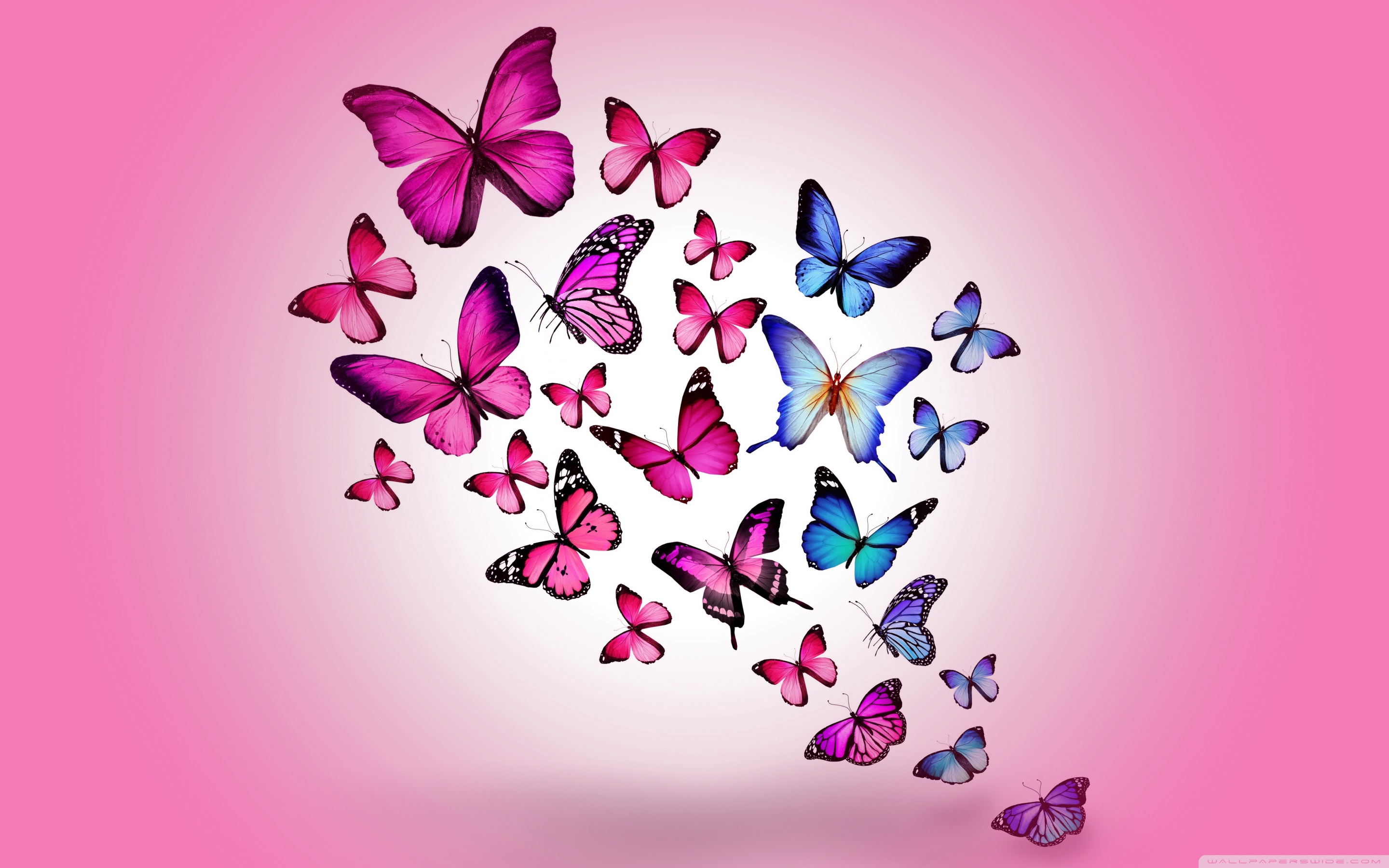 Butterfly Hd Wallpapers