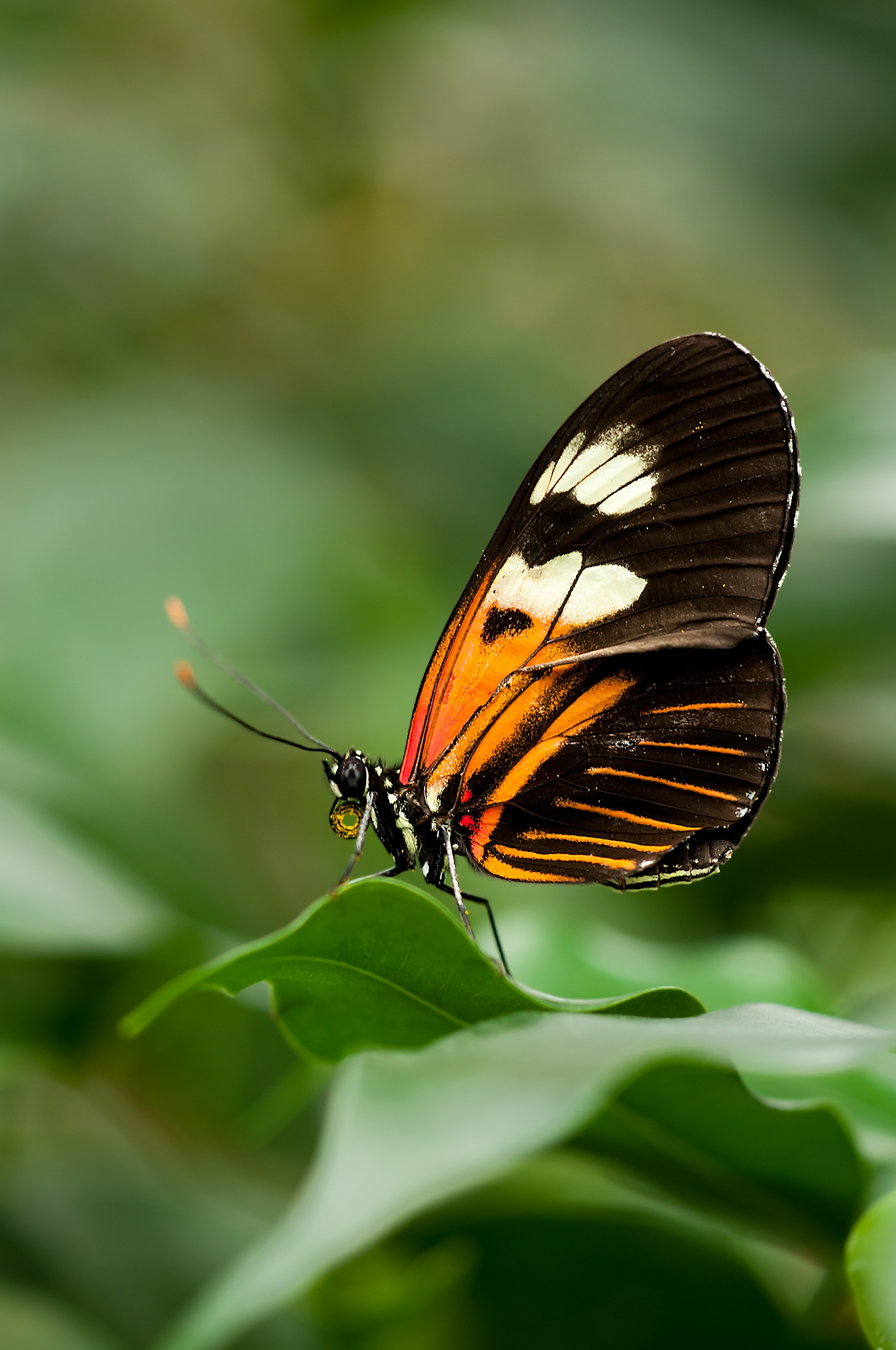 Butterfly Hd Wallpapers