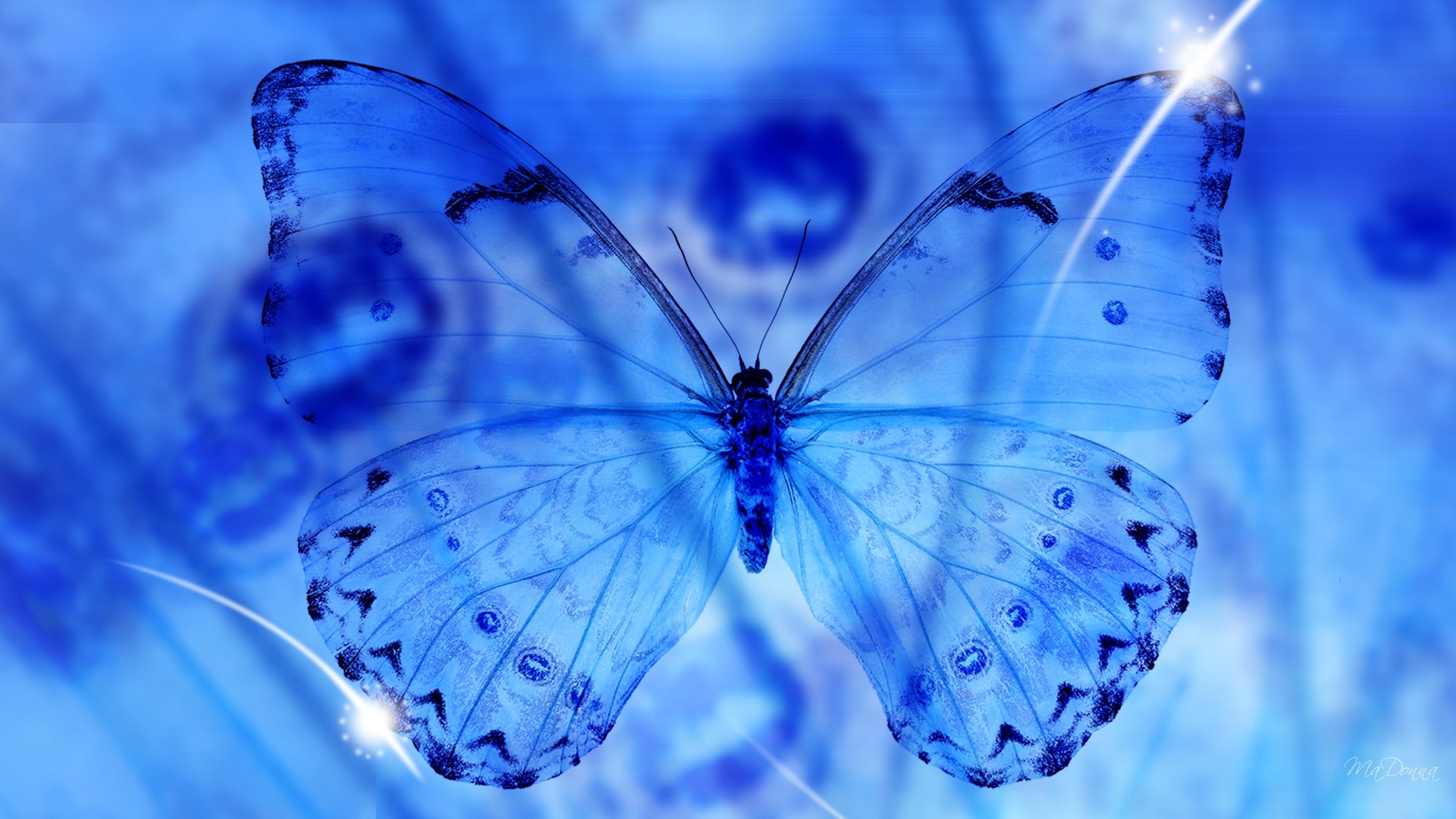 Butterfly Hd Wallpapers