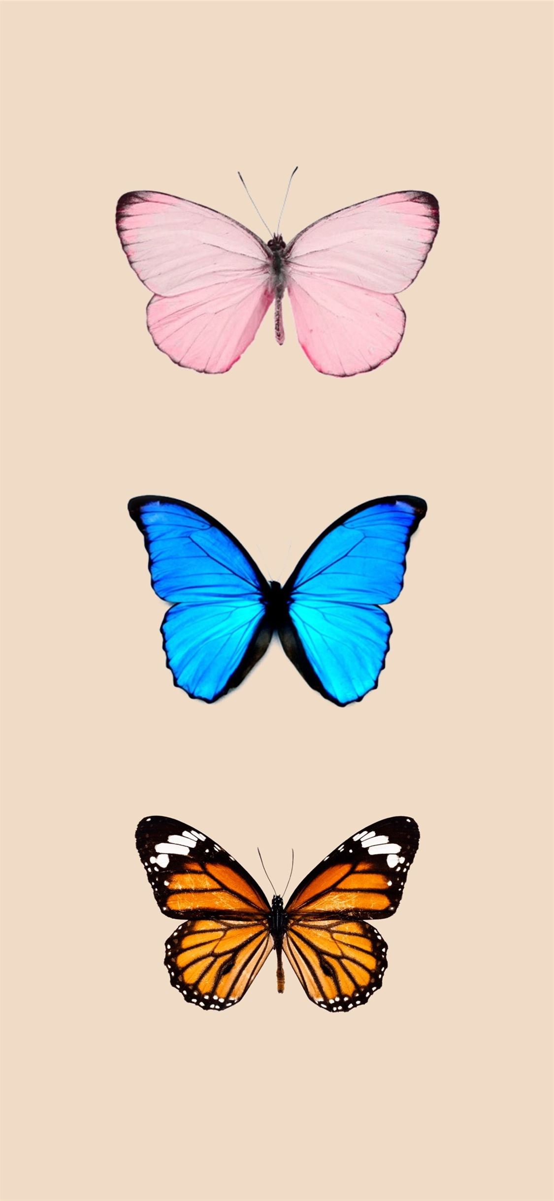 Butterfly Iphone Wallpapers