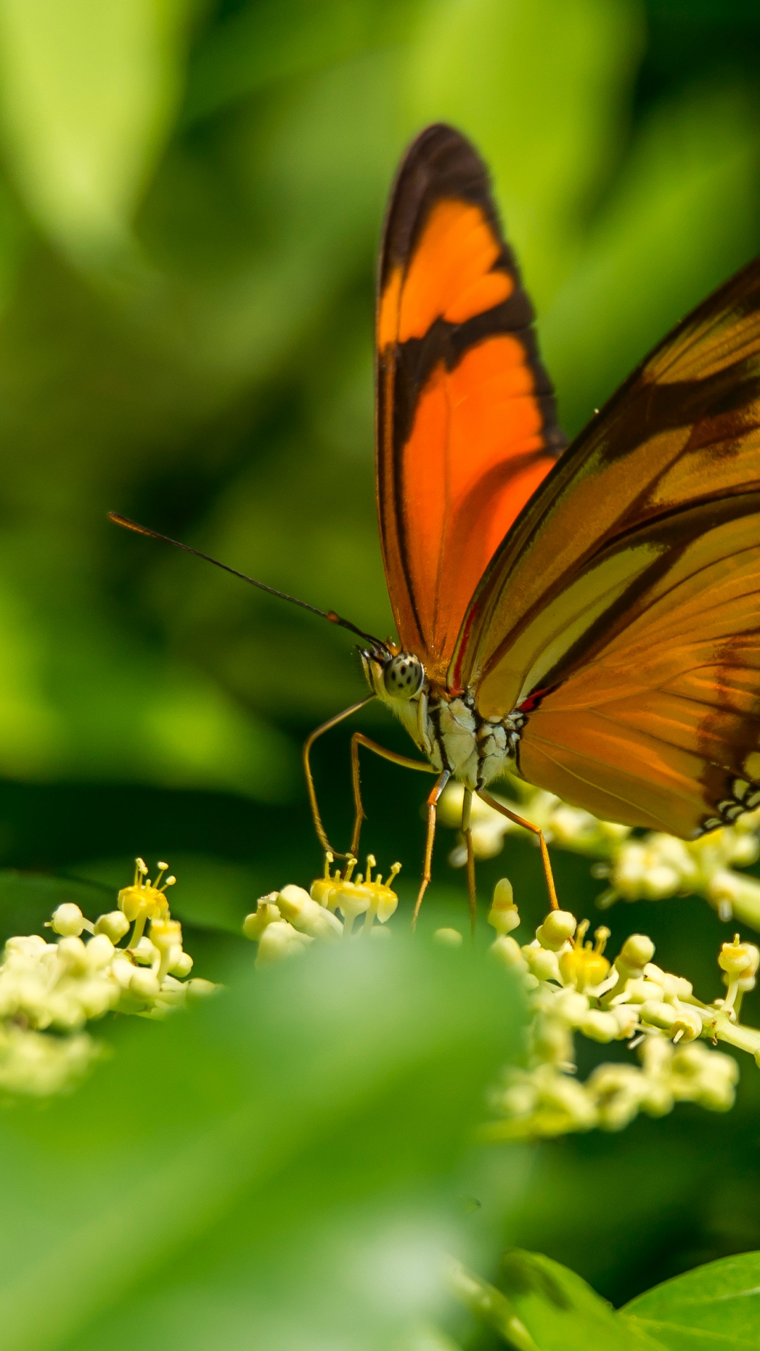 Butterfly Iphone Wallpapers