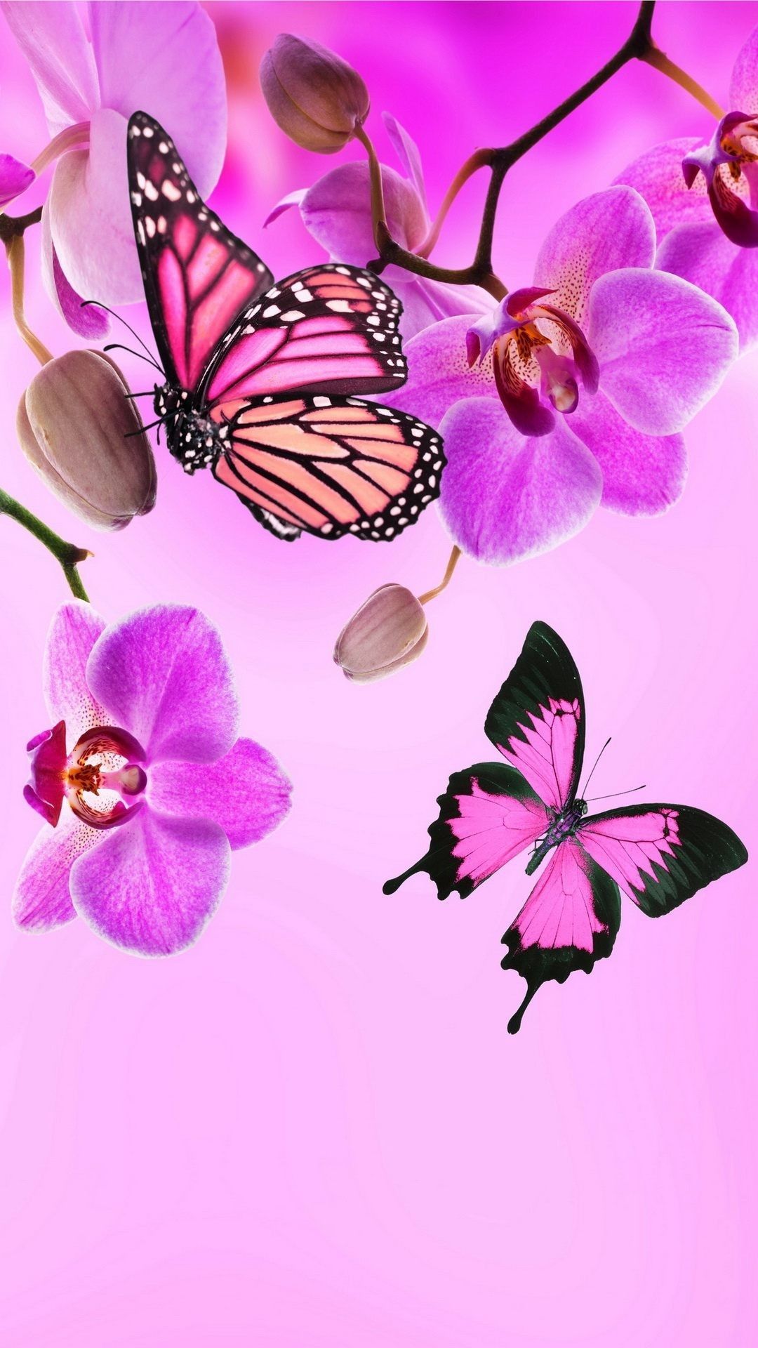 Butterfly Iphone Wallpapers