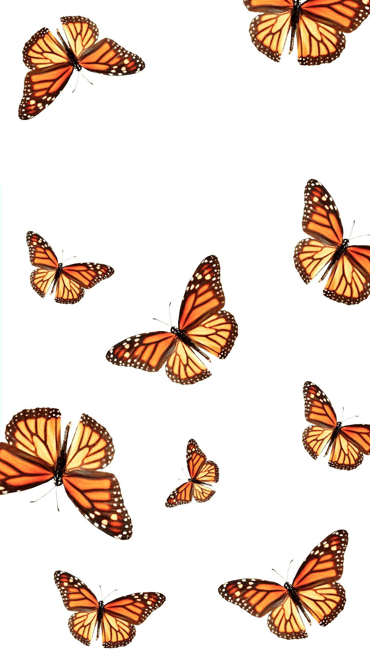 Butterfly Iphone Wallpapers