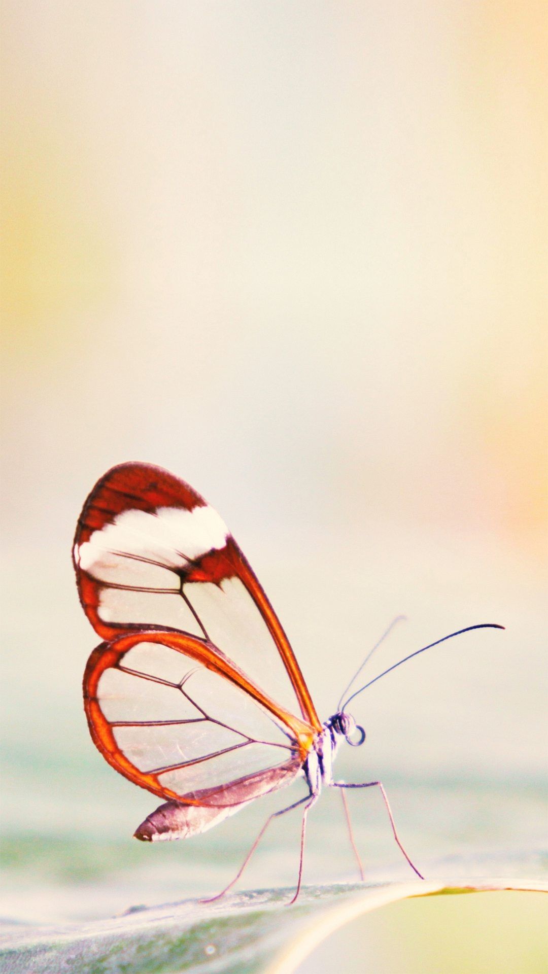 Butterfly Iphone Wallpapers