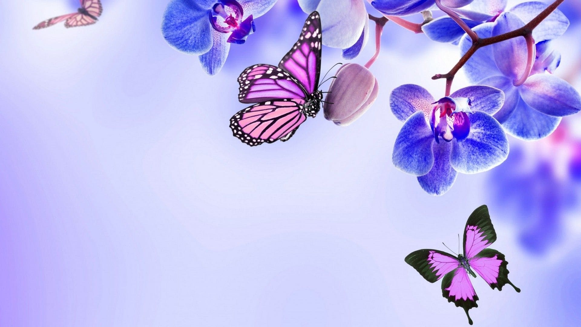 Butterfly Laptop Wallpapers