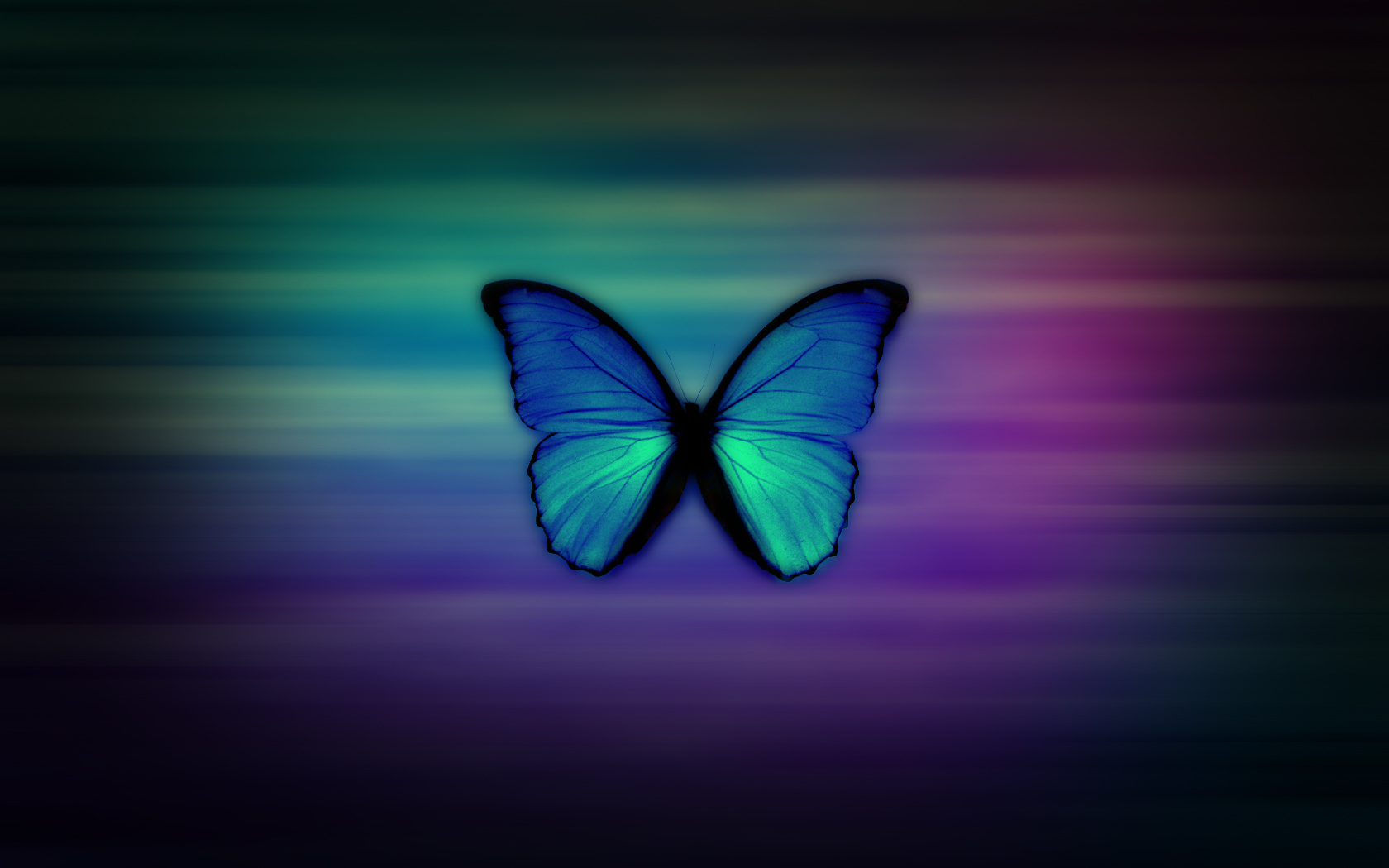 Butterfly Laptop Wallpapers