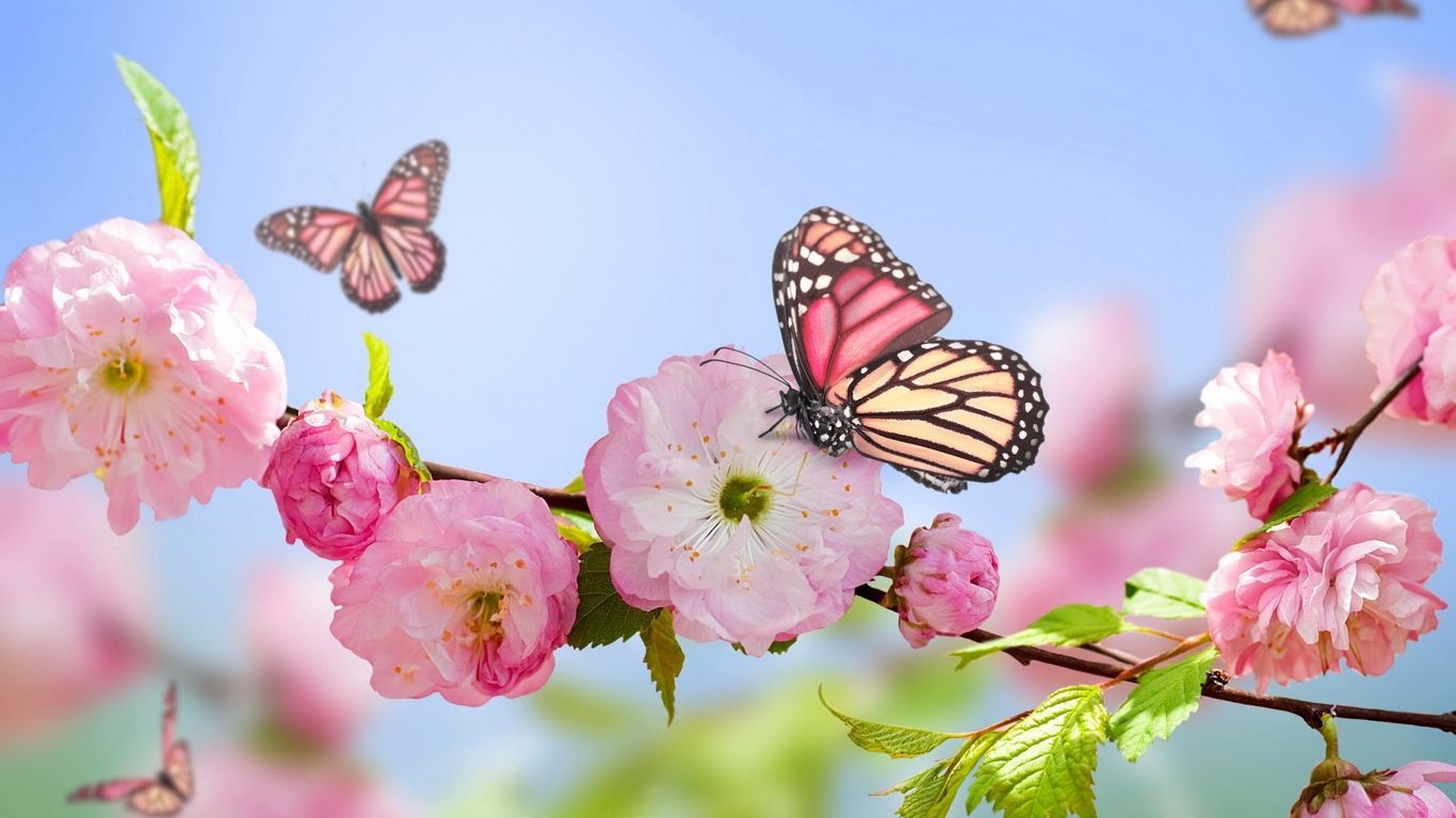 Butterfly Laptop Wallpapers