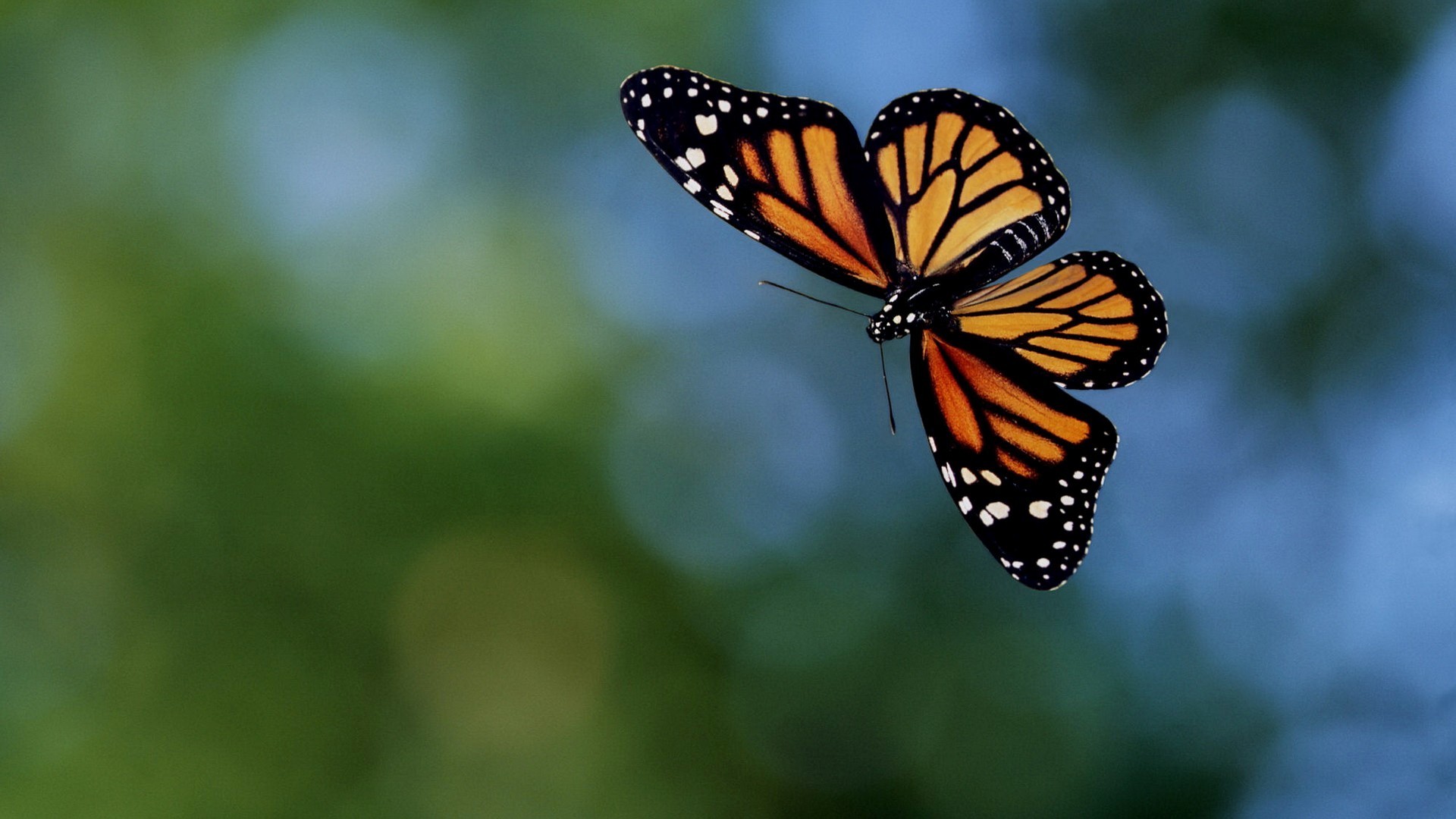 Butterfly Laptop Wallpapers