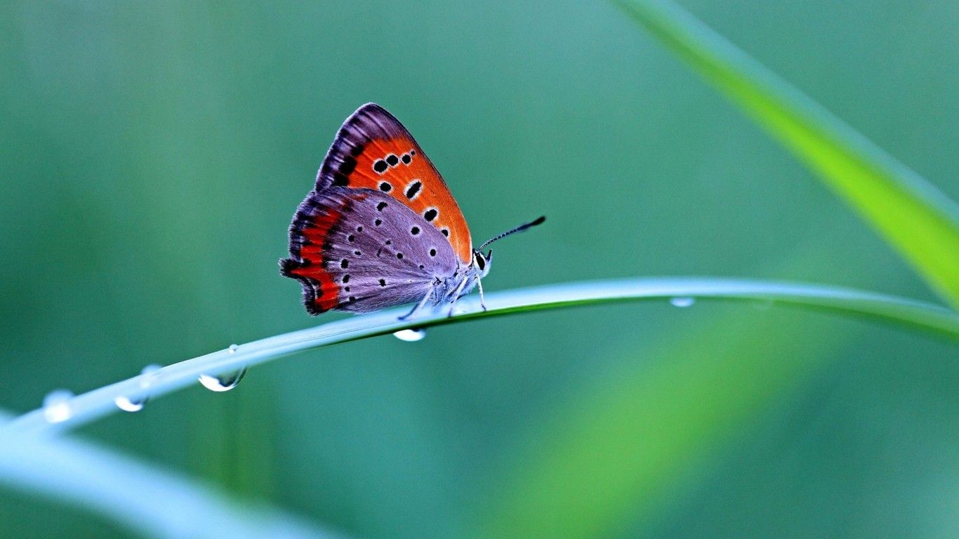 Butterfly Laptop Wallpapers