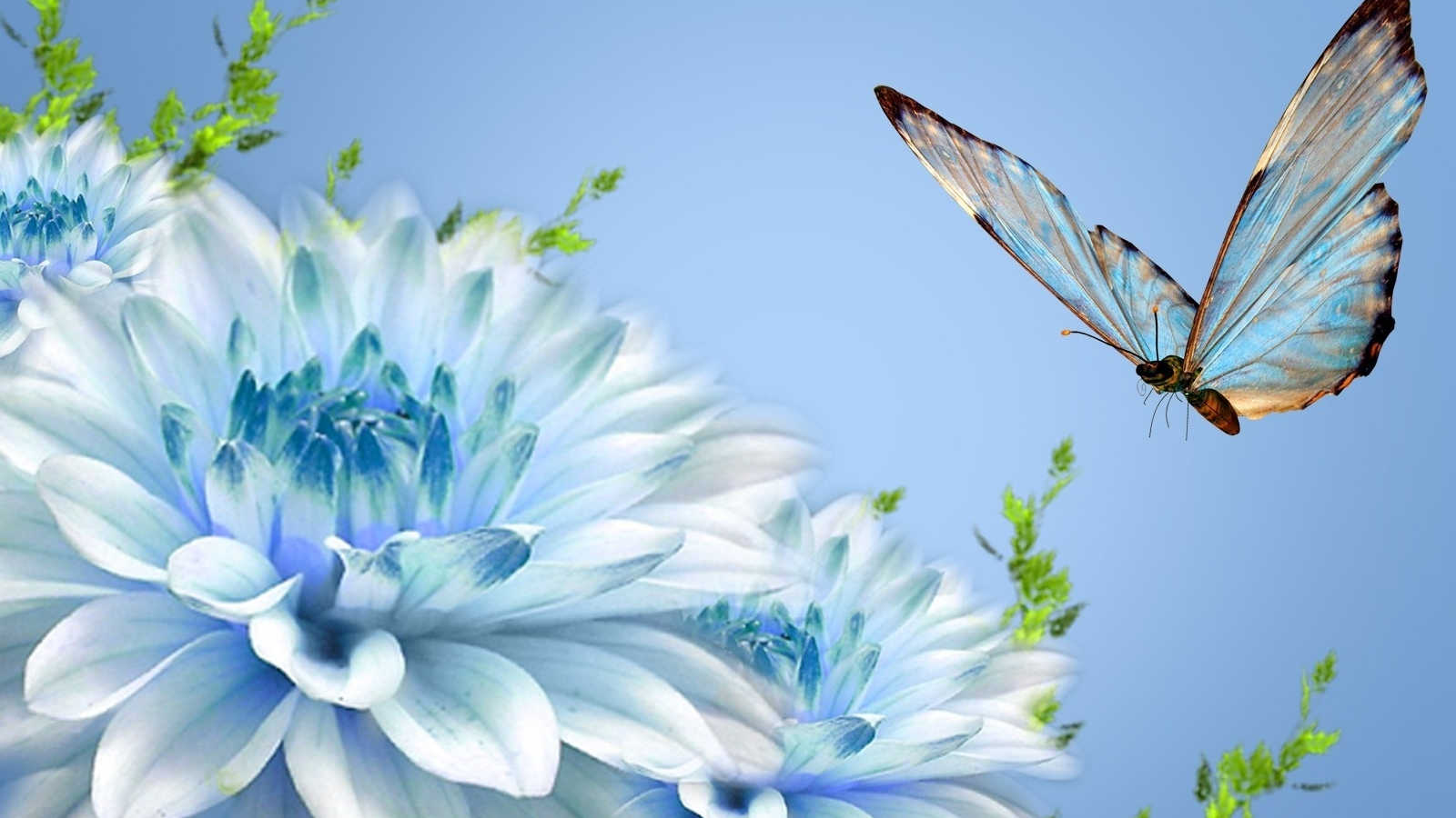 Butterfly Laptop Wallpapers