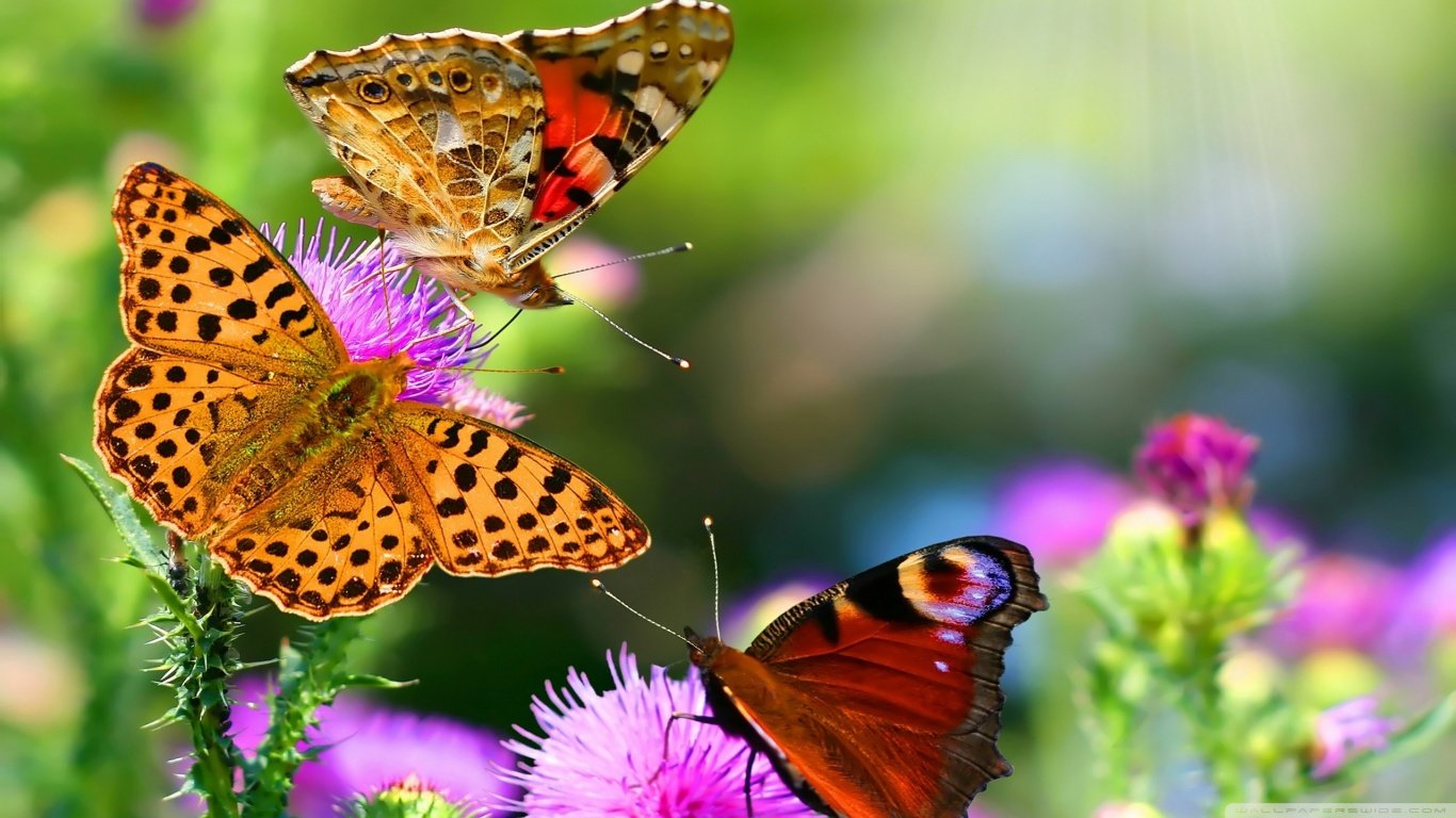 Butterfly Laptop Wallpapers