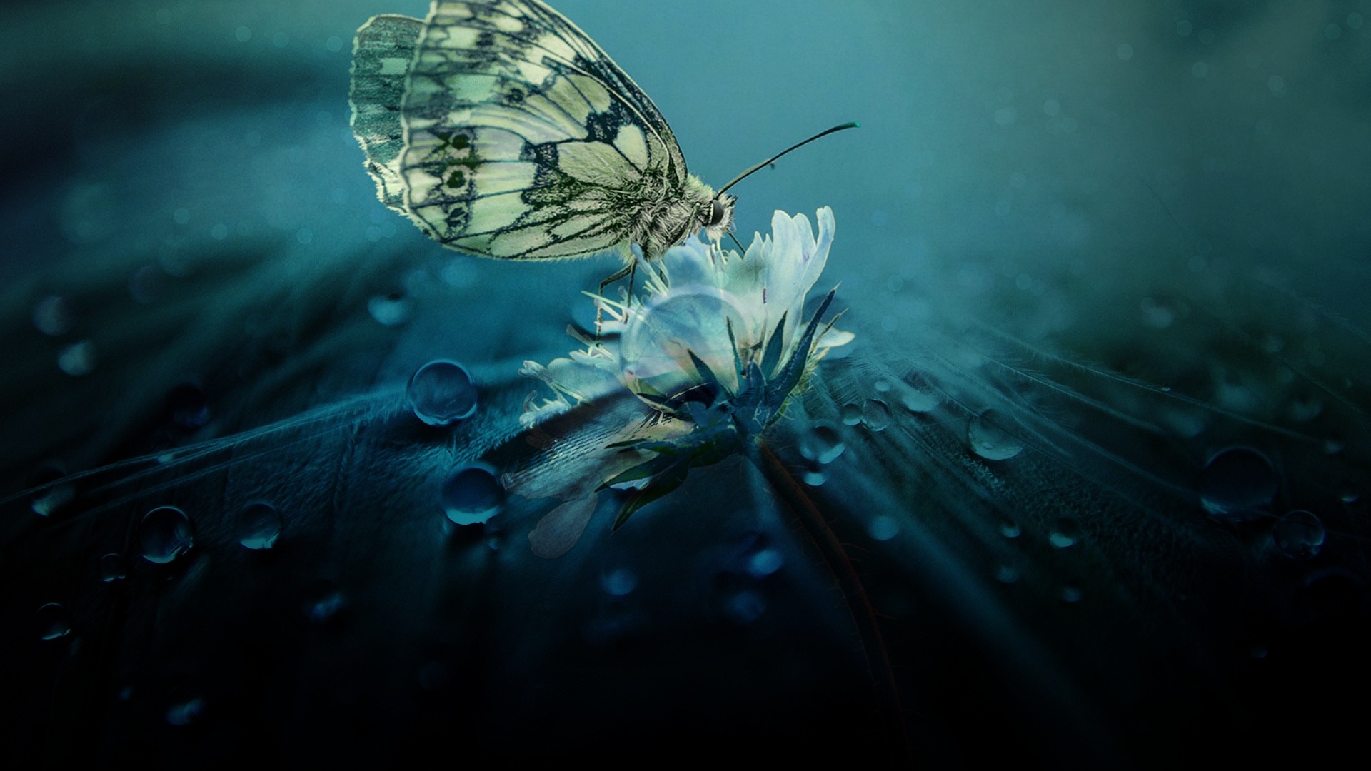 Butterfly Laptop Wallpapers