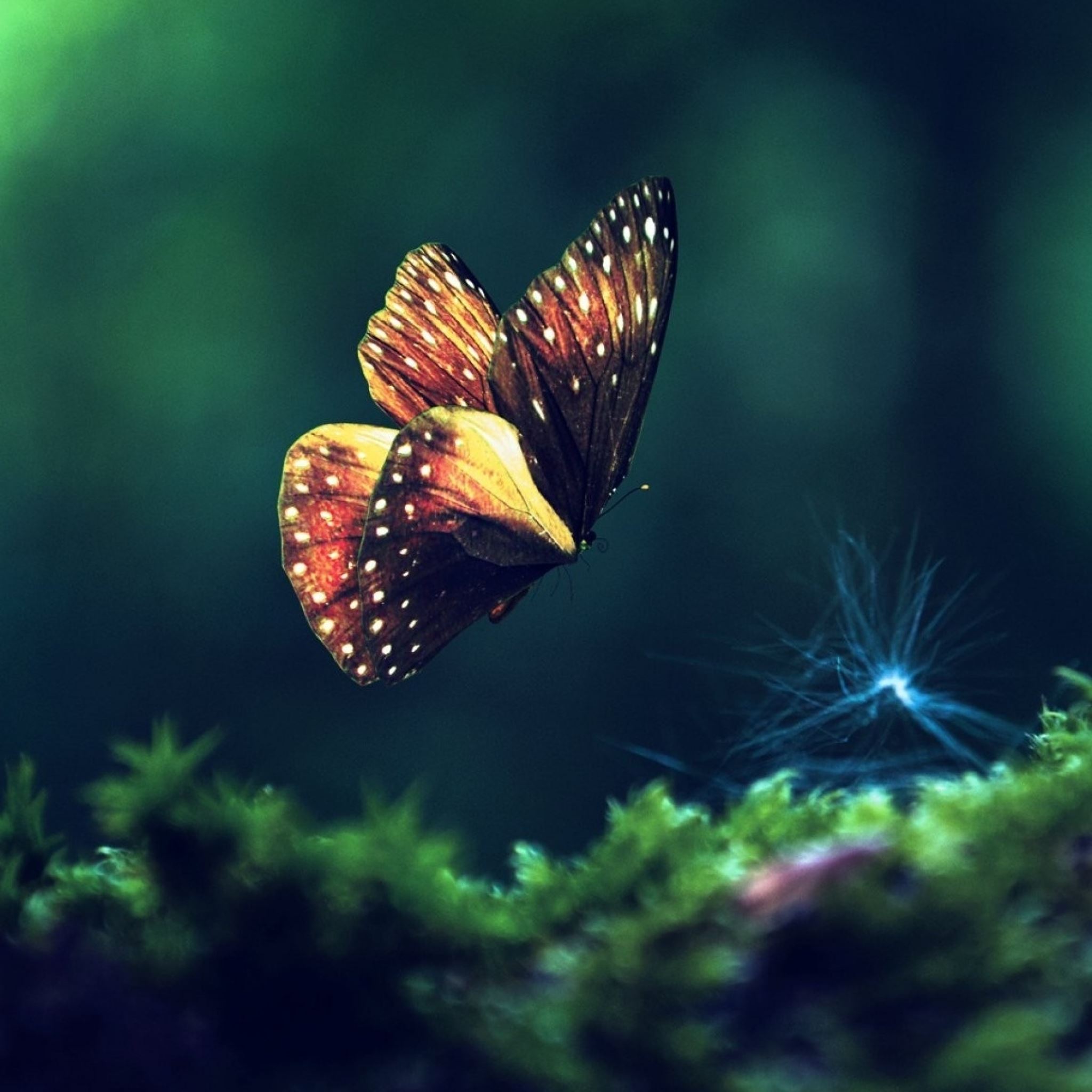 Butterfly Laptop Wallpapers