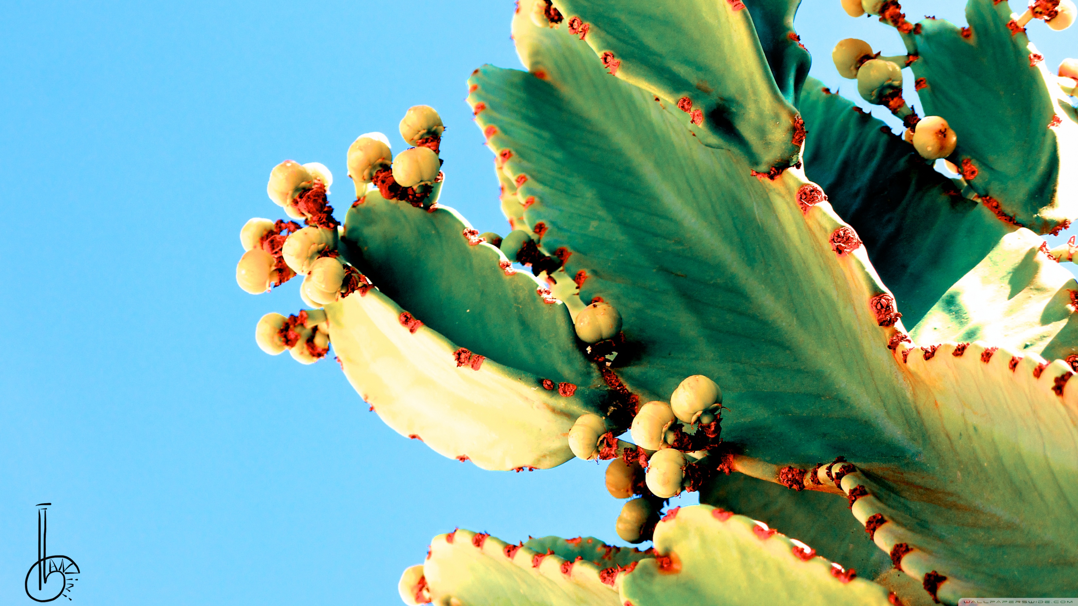 Cactus Desktop Wallpapers